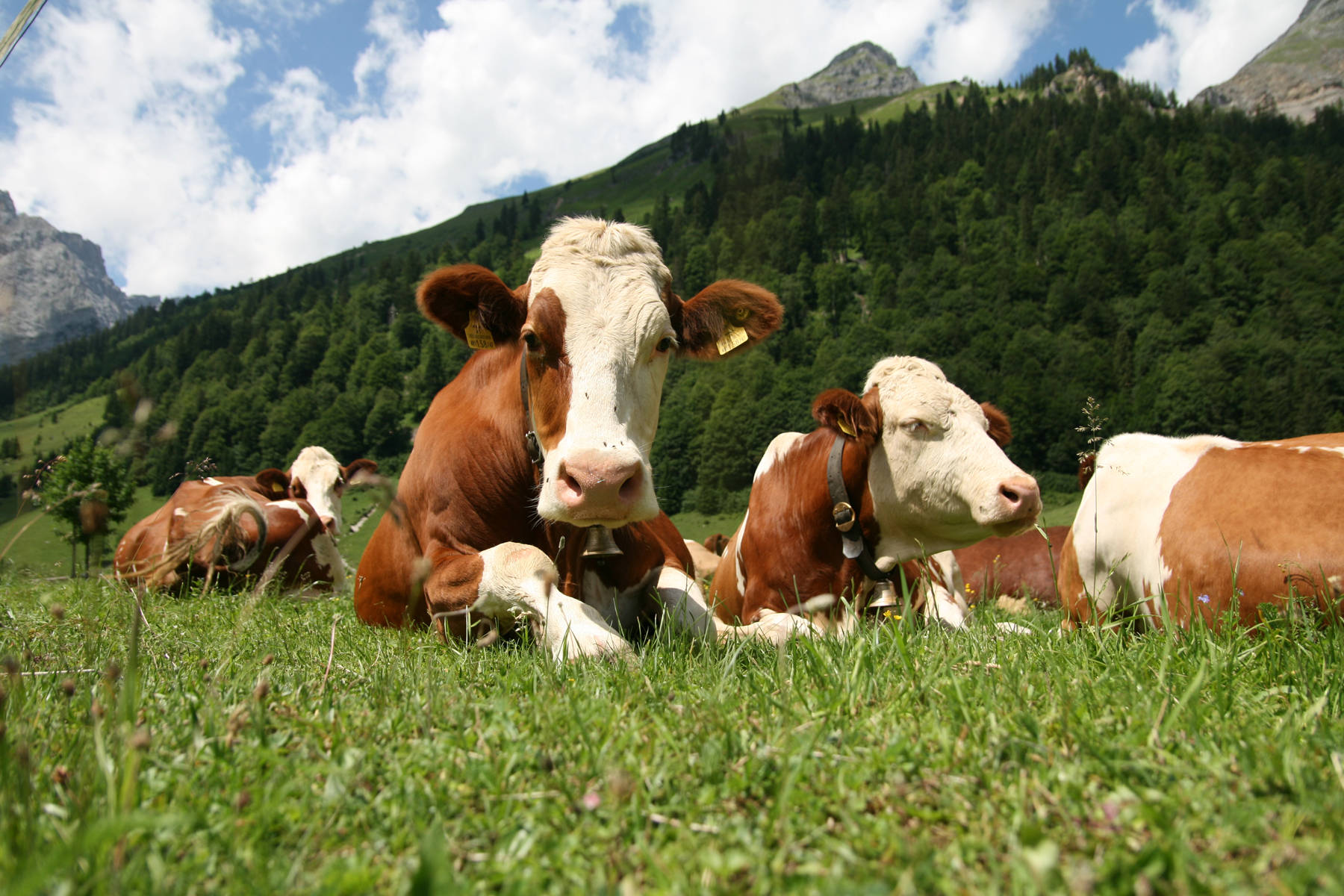 Farm Animal Cattles In The Meadows Background