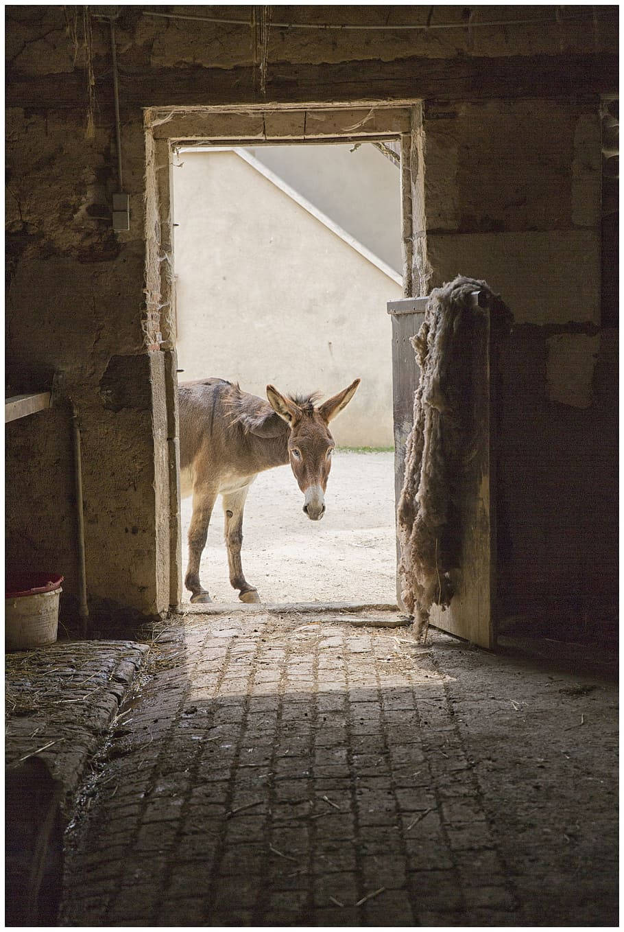 Farm Animal Donkey On A Barn Background