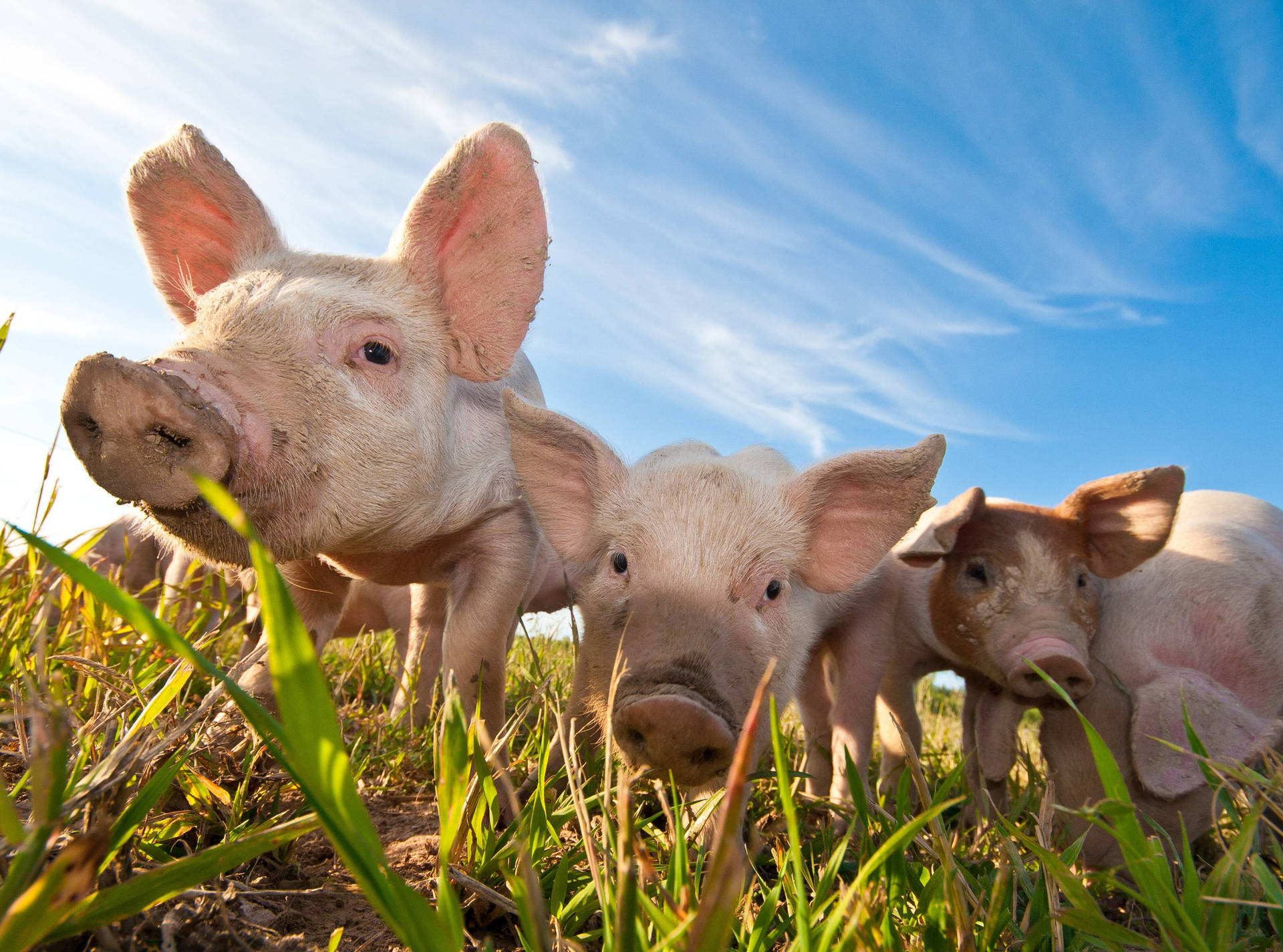 Farm Animal Featuring A Drift Of Pigs Background