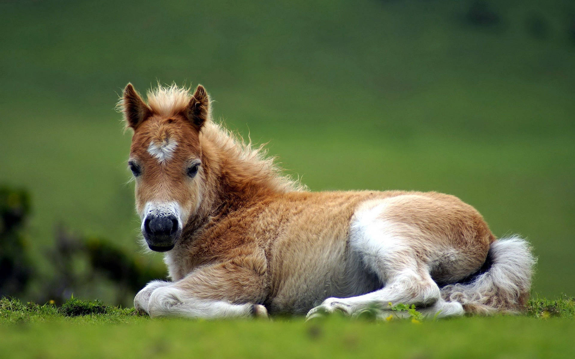 Farm Animal Foal Background