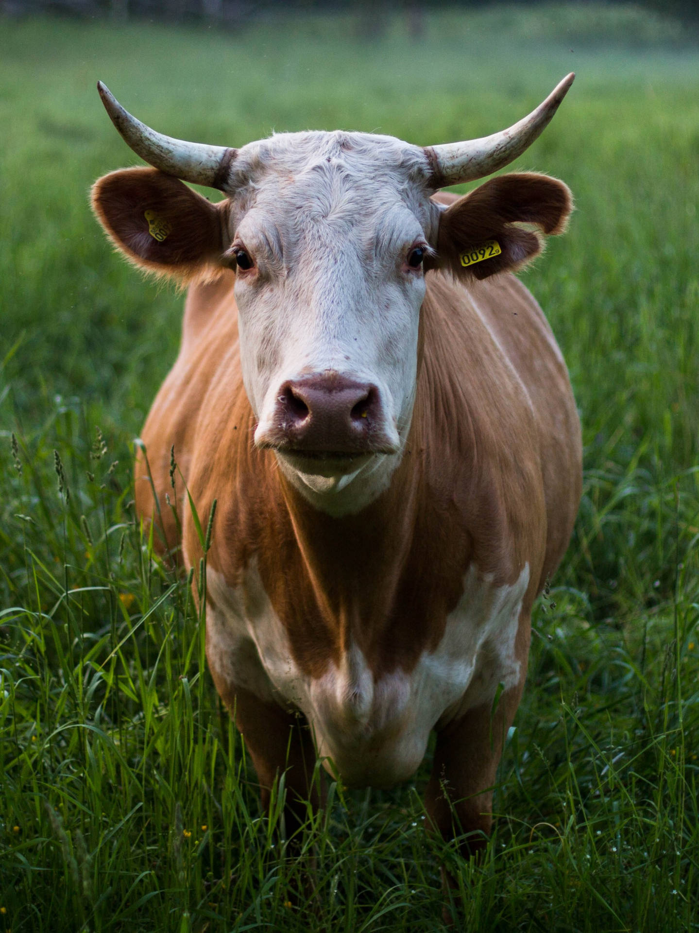 Farm Animal Hinterwald Cattle Portrait Background