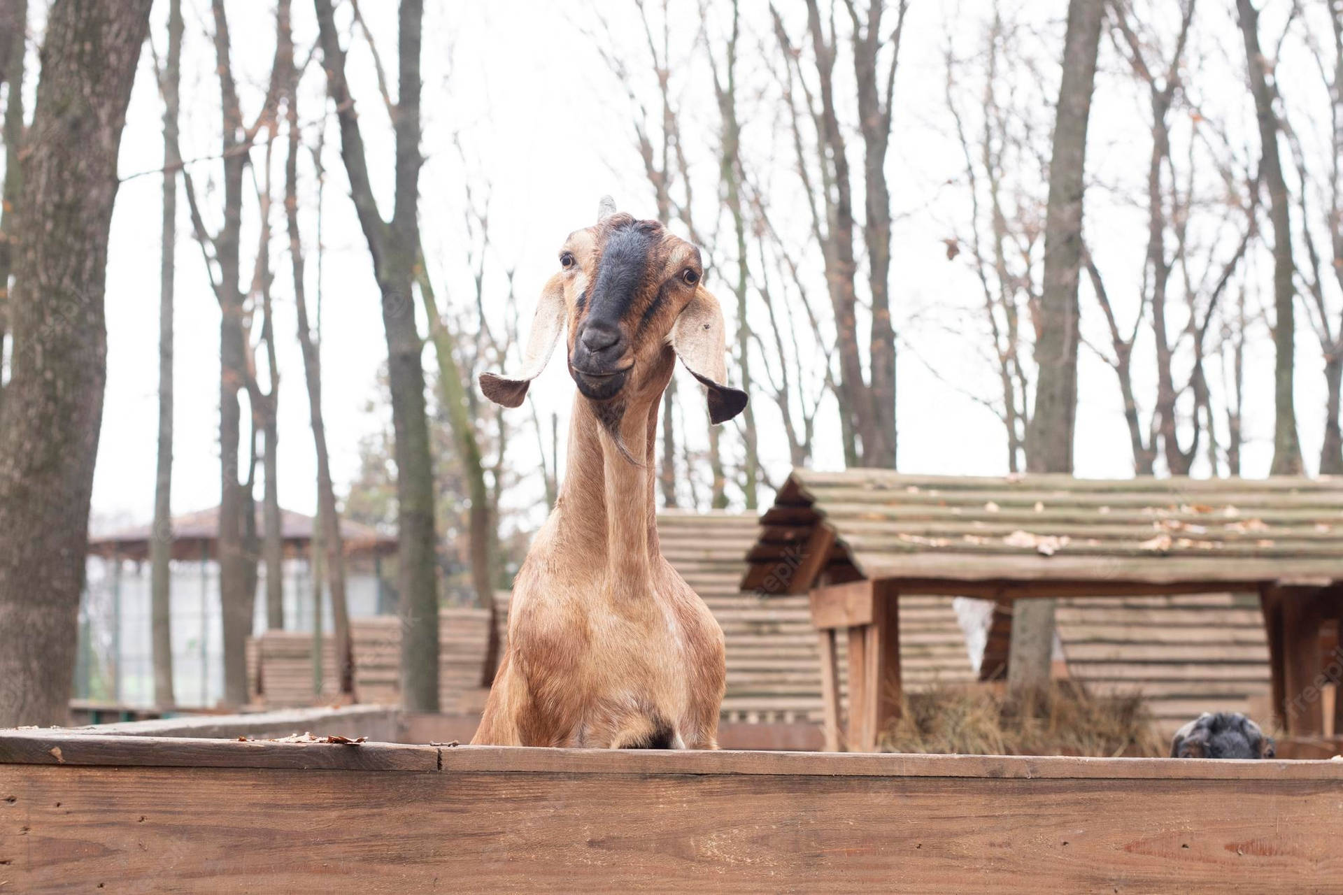 Farm Animal Jamnapari Goat Background