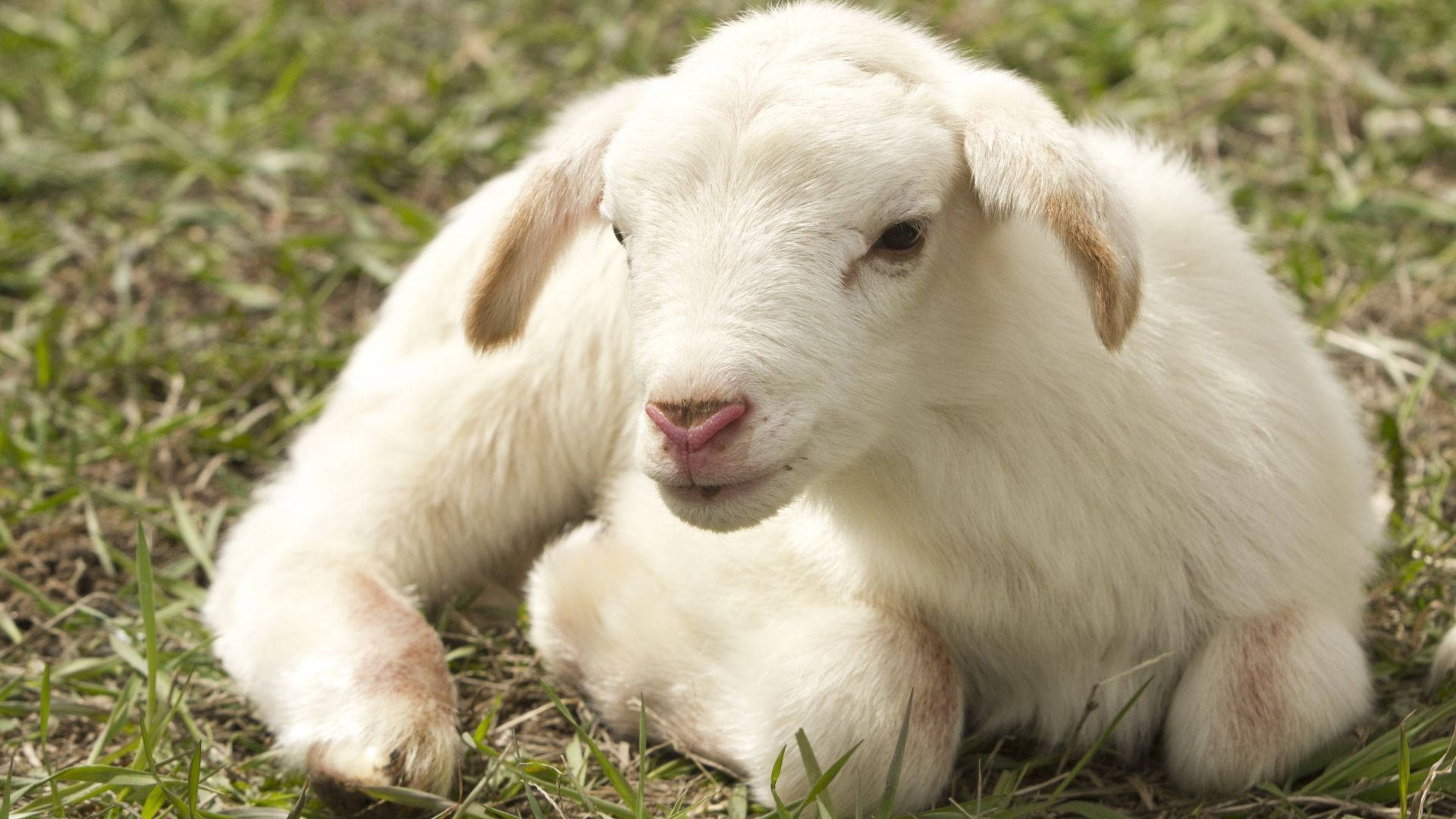 Farm Animal Katahdin Sheep Background