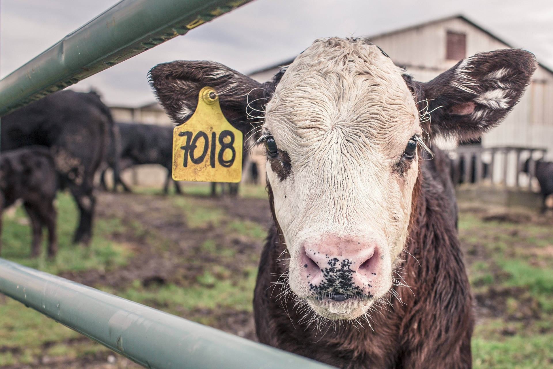 Farm Animal Like A Black And White Cow Background