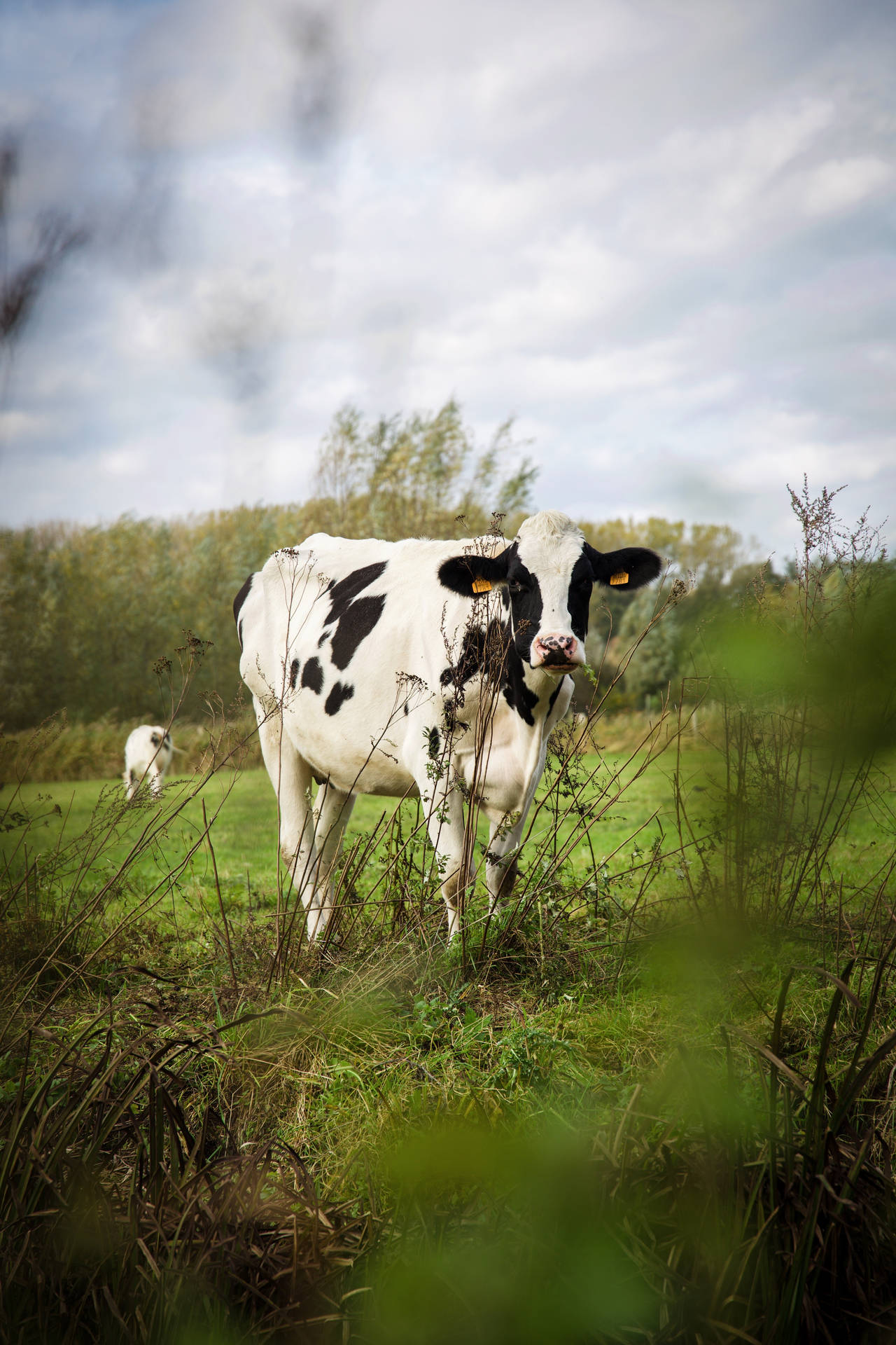 Farm Animal Milking Cow Background