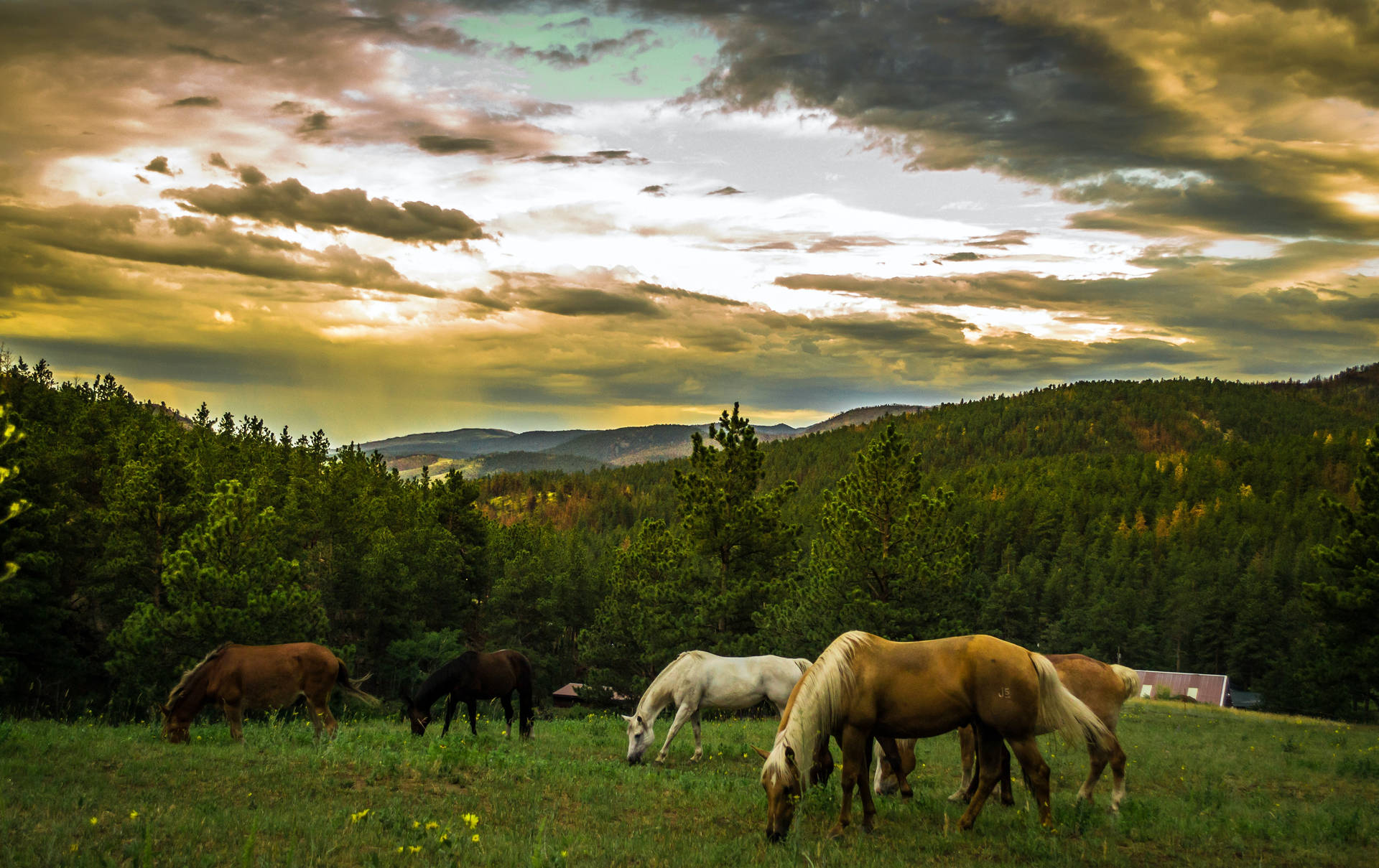 Farm Animal Shot Of Mares Background