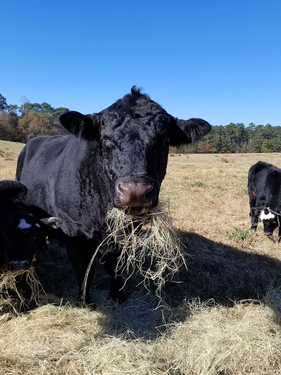 Farm Animal Showcasing A Young Black Angus Background