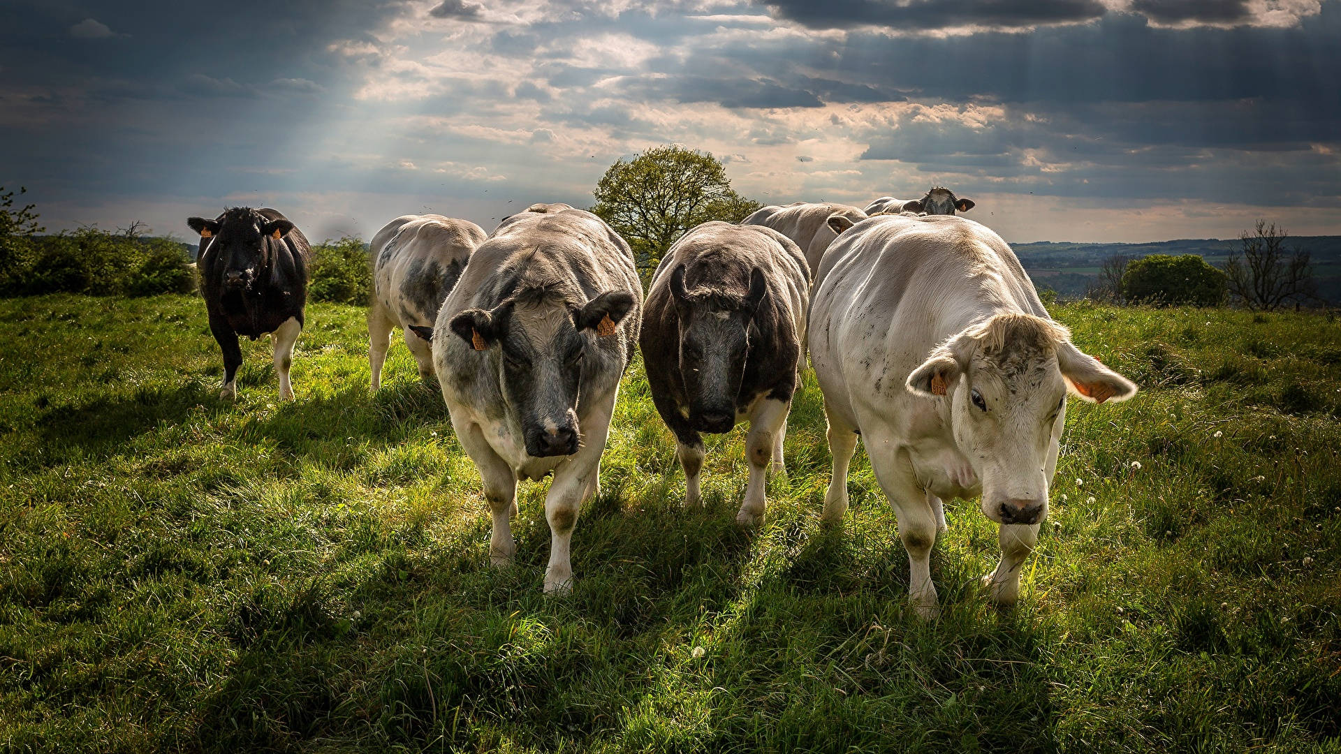 Farm Animal Showing Cattle On The Move Background