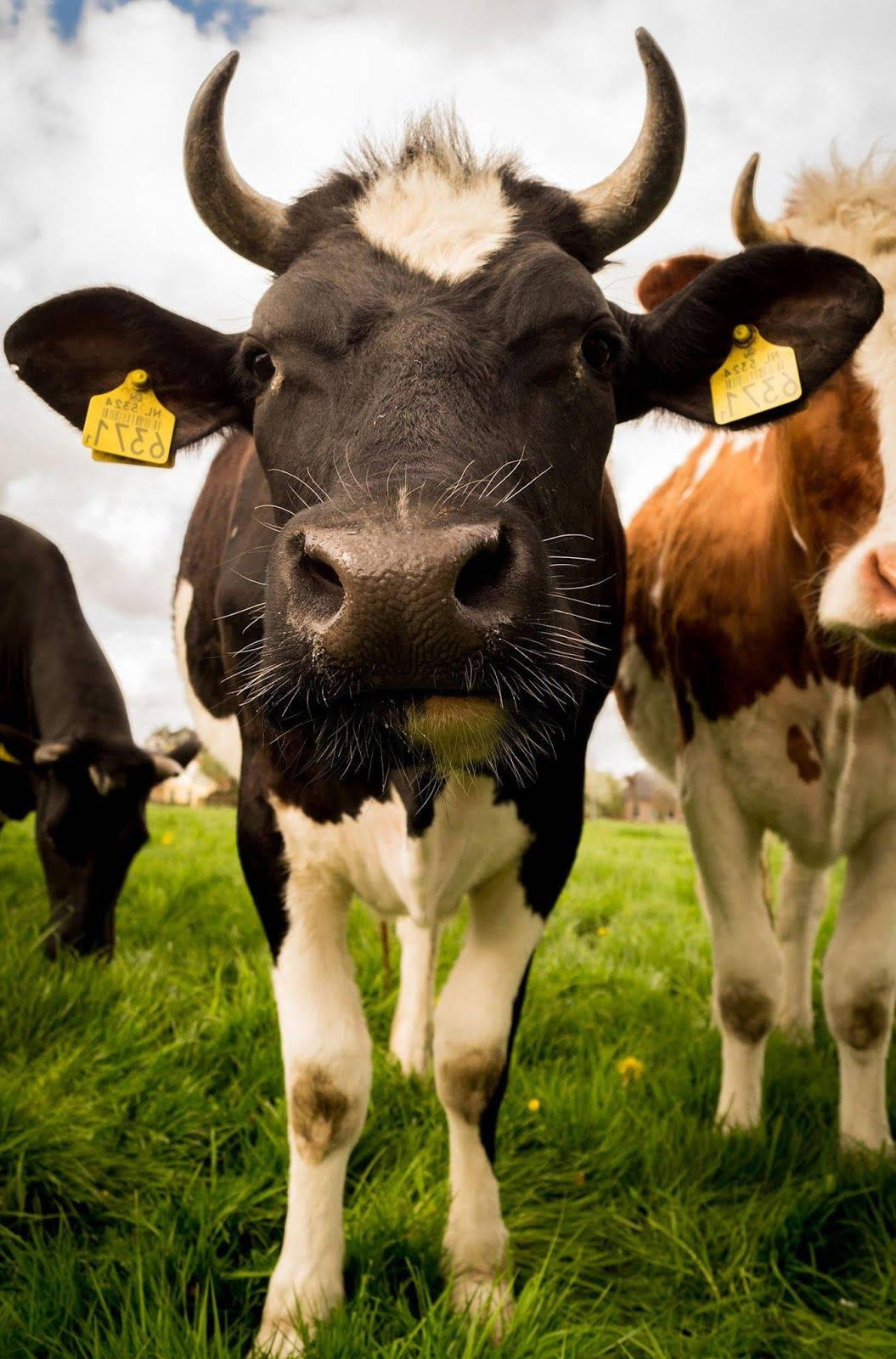 Farm Animal Showing Cows In The Field Background