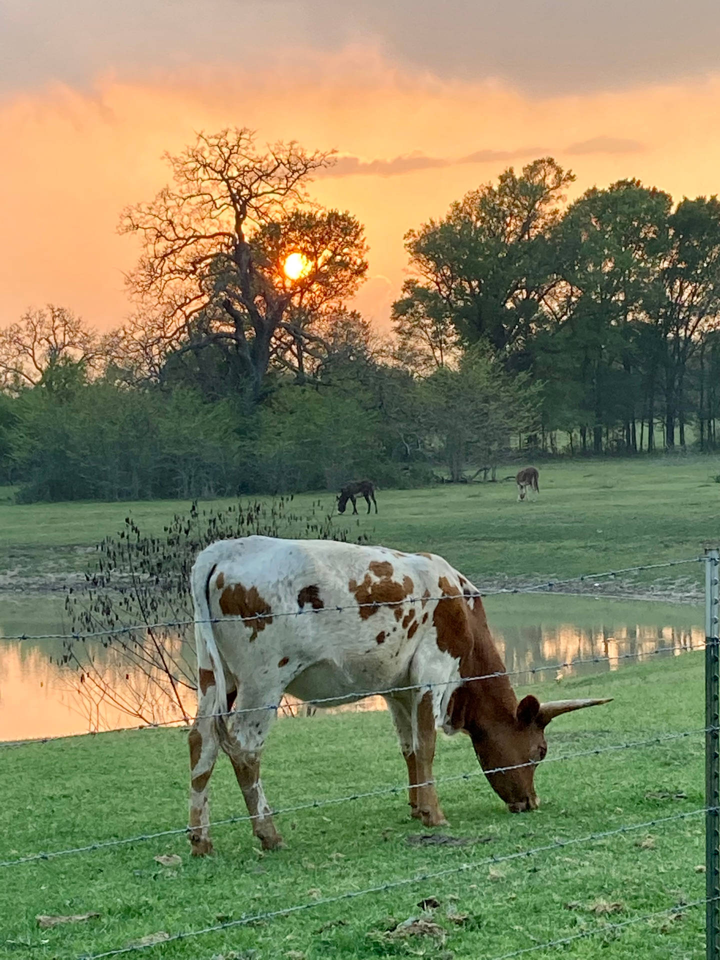 Farm Animal White And Brown Cow Grazing Background