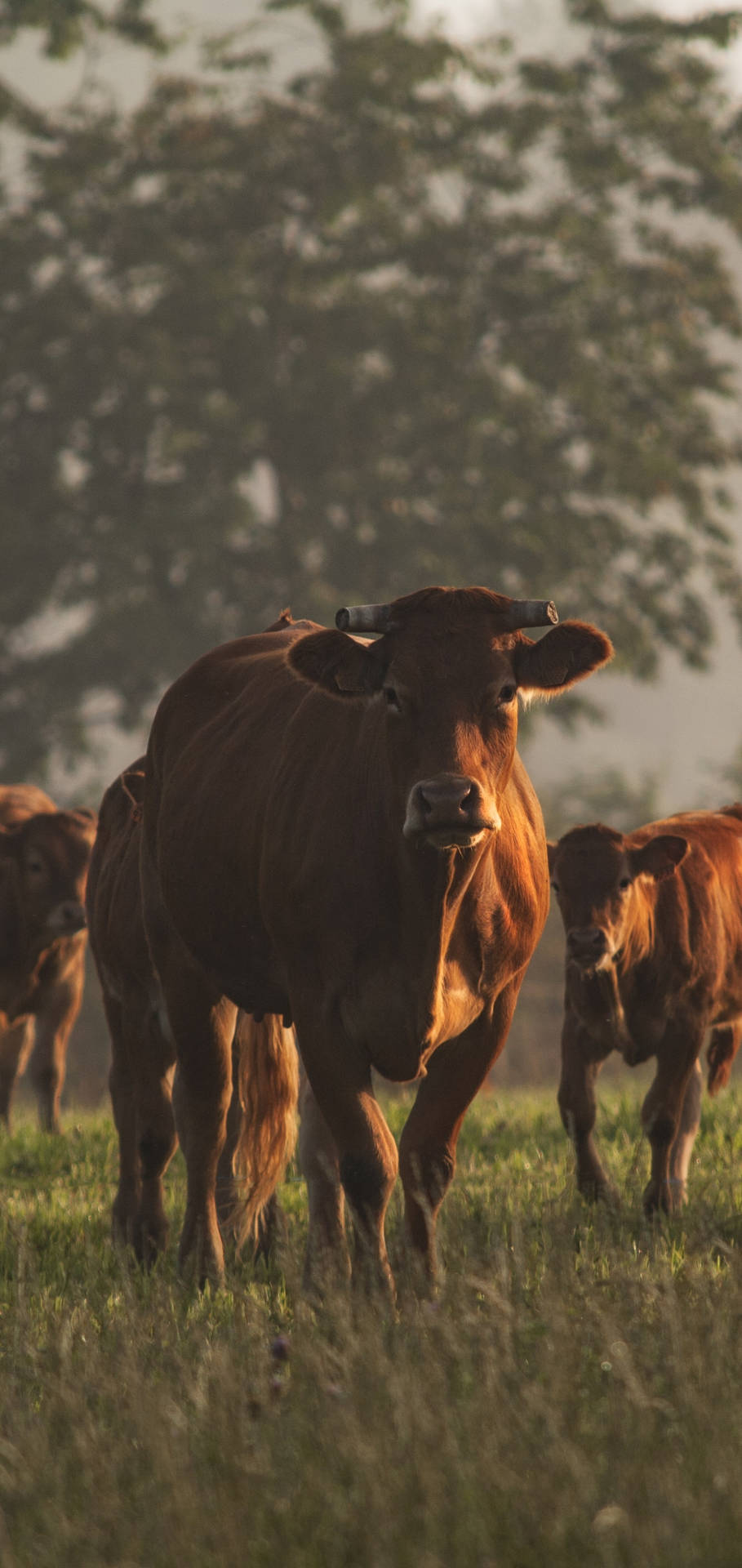 Farm Animals Brown Stern-looking Cows Background