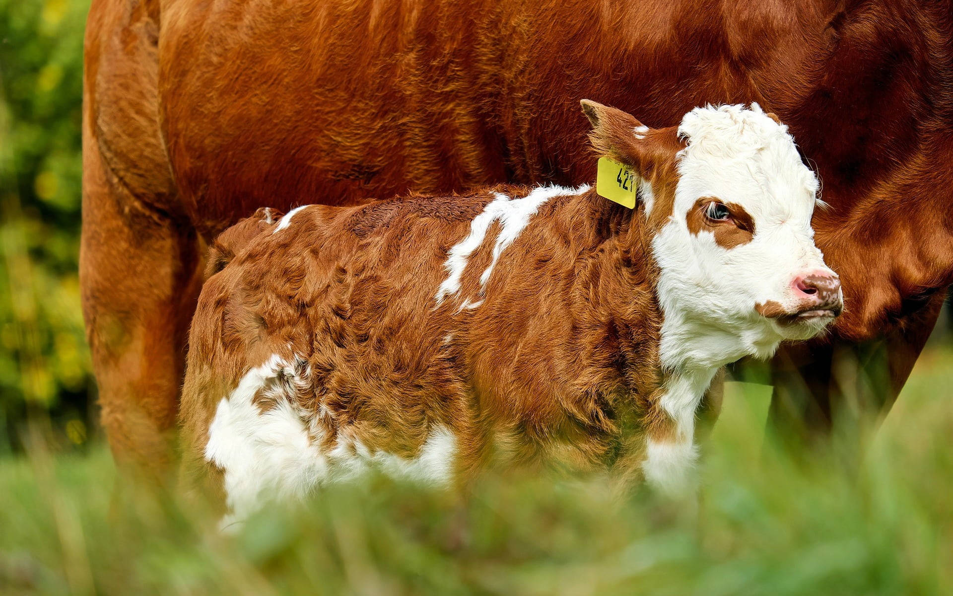 Farm Animals Focusing A Baby Cow