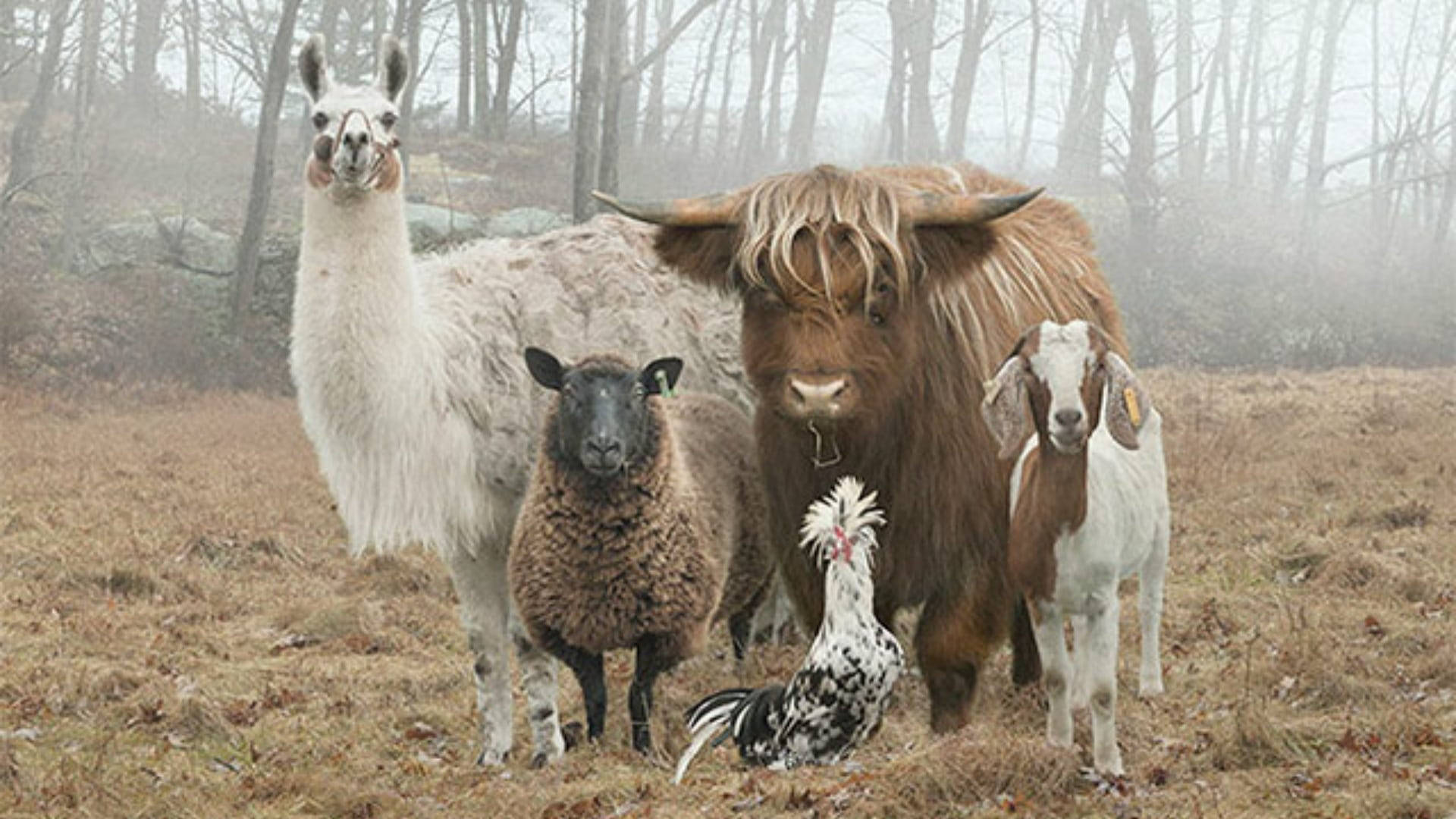 Farm Animals In A Foggy Forest Background