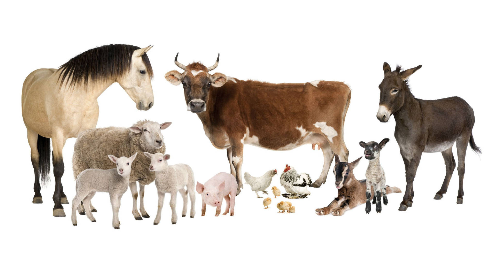 Farm Animals In Various Species Background