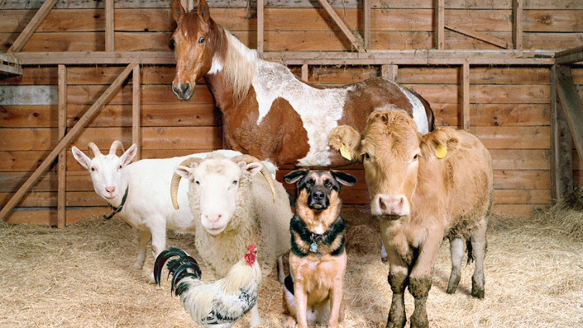 Farm Animals Inside A Barn House Background