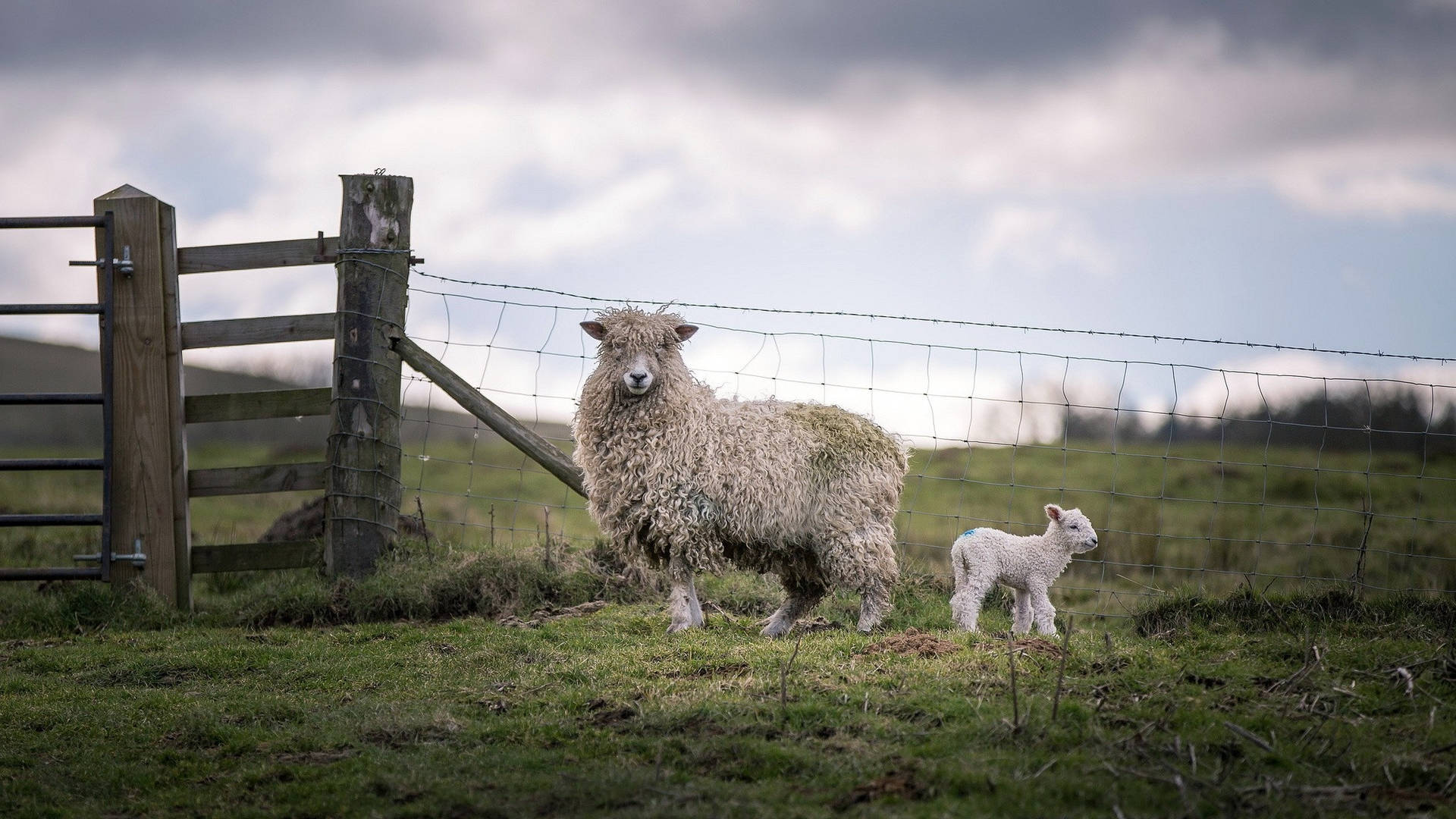 Farm Animals Sheep And Its Lamb Background