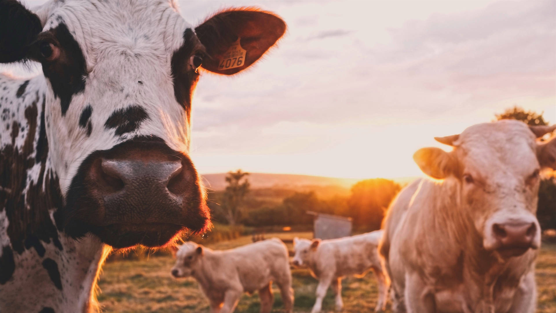 Farm Cattle Animals Close Up During Golden Hour Background