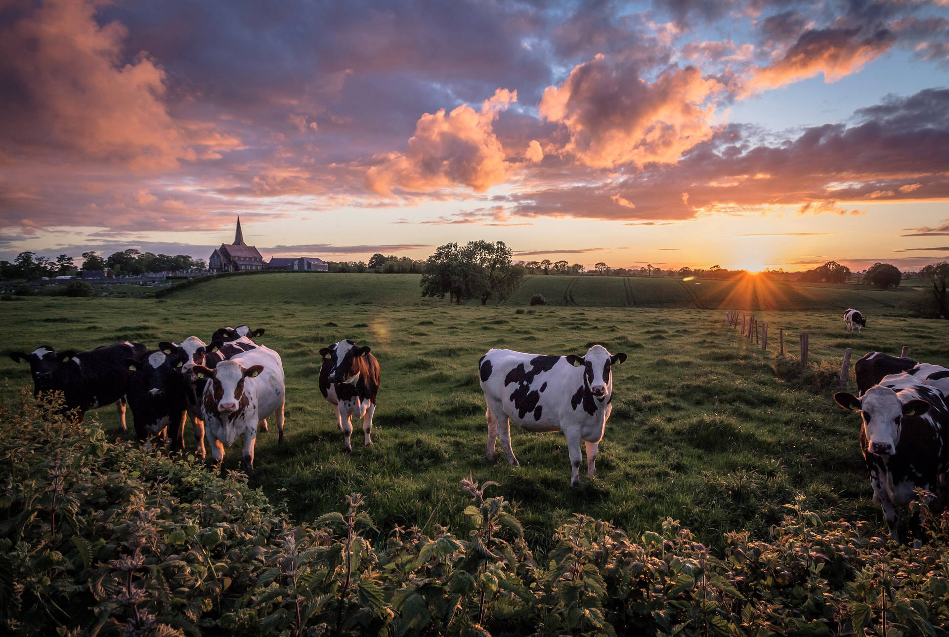 Farm Cattle Animals On The Field With Sunset