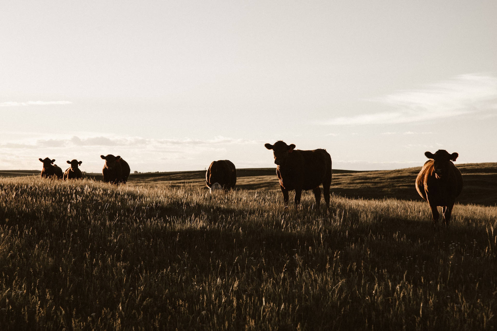 Farm Cows Basking In The Sunset Light Background