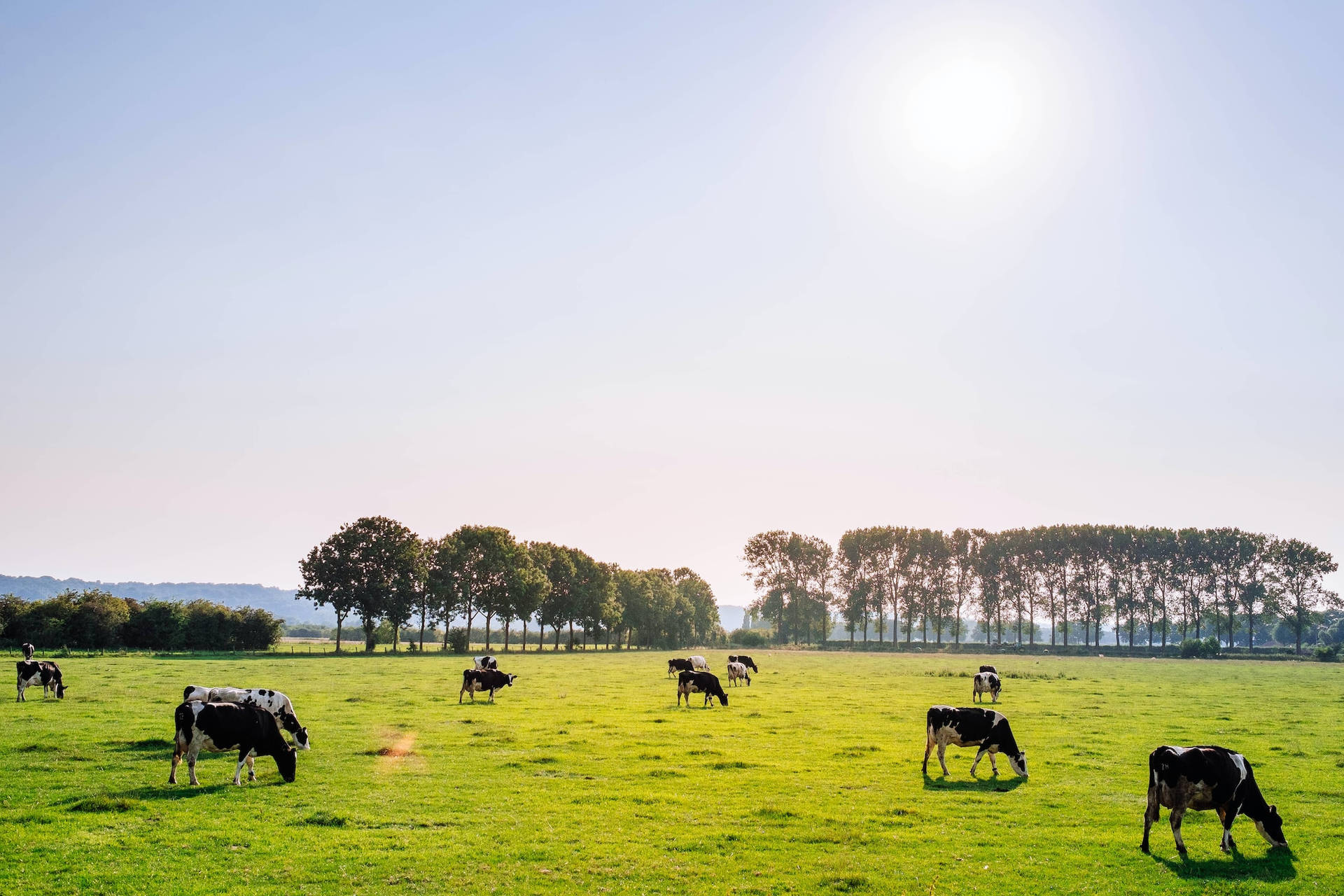 Farm Cows Munching Grasses Under The Sun Background