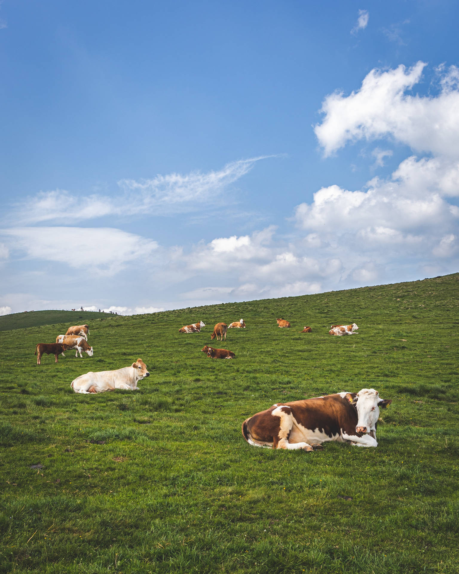 Farm Cows Resting Beneath The Blue Skies Background