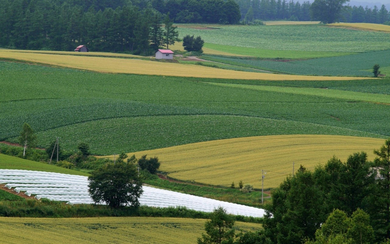 Farm Field Agriculture Background