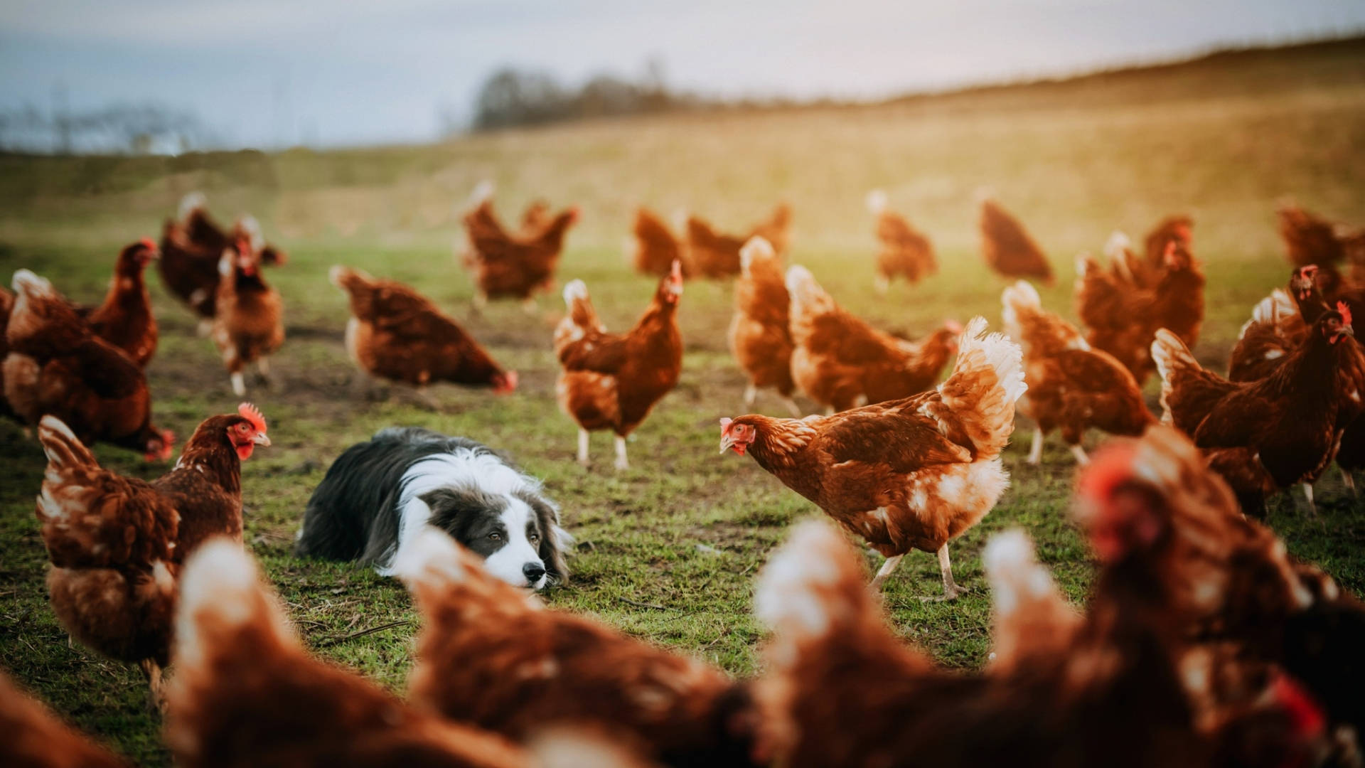 Farm Hen Background