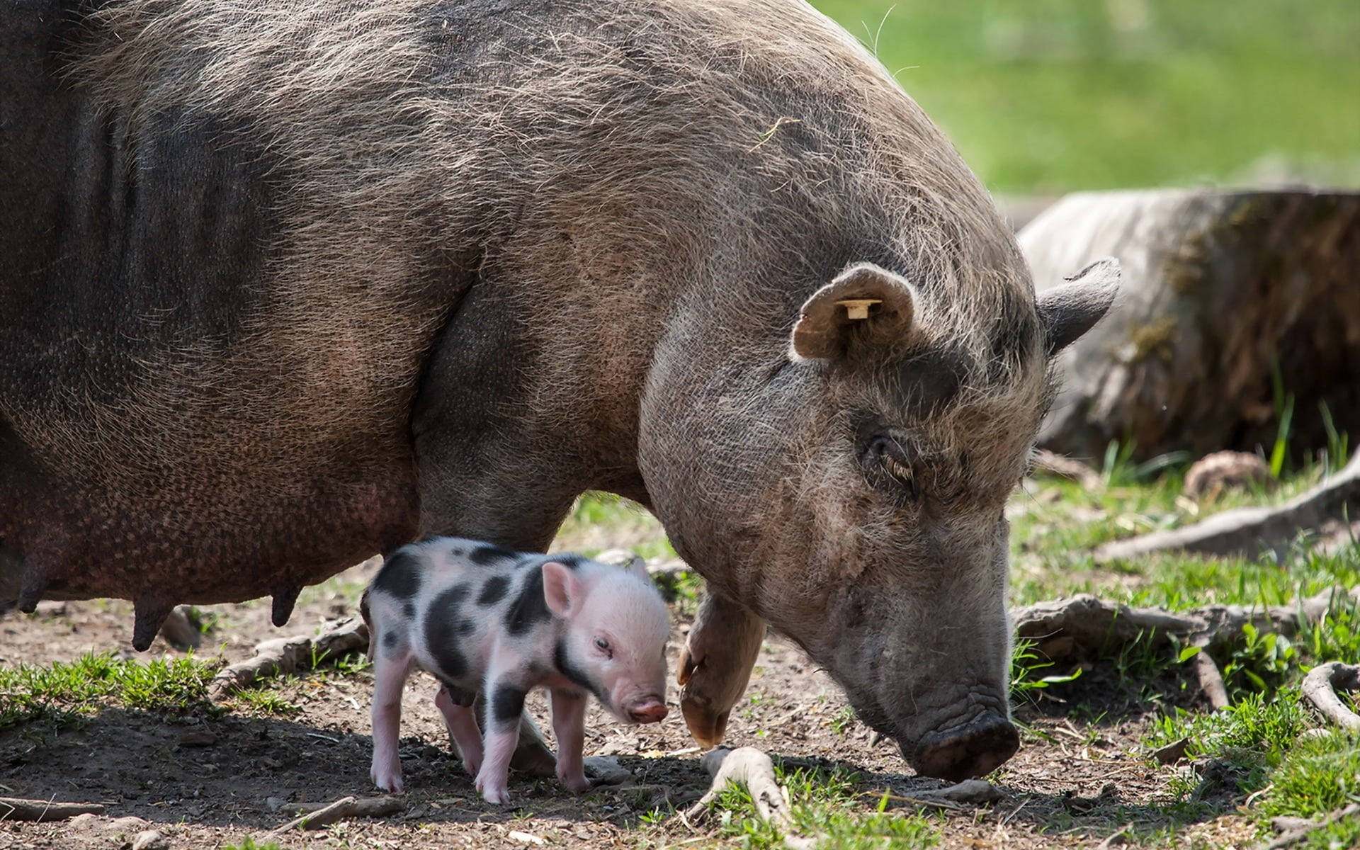 Farm Pig Animals Background