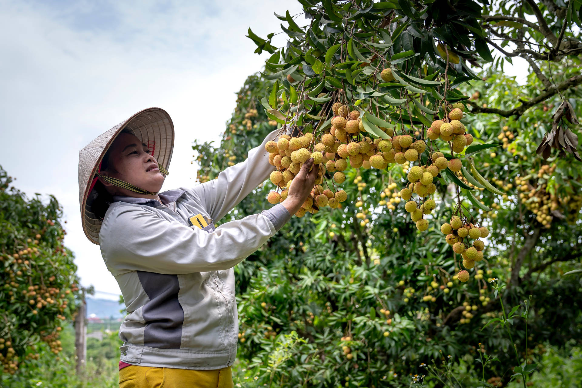 Farmer Longan Plants Background