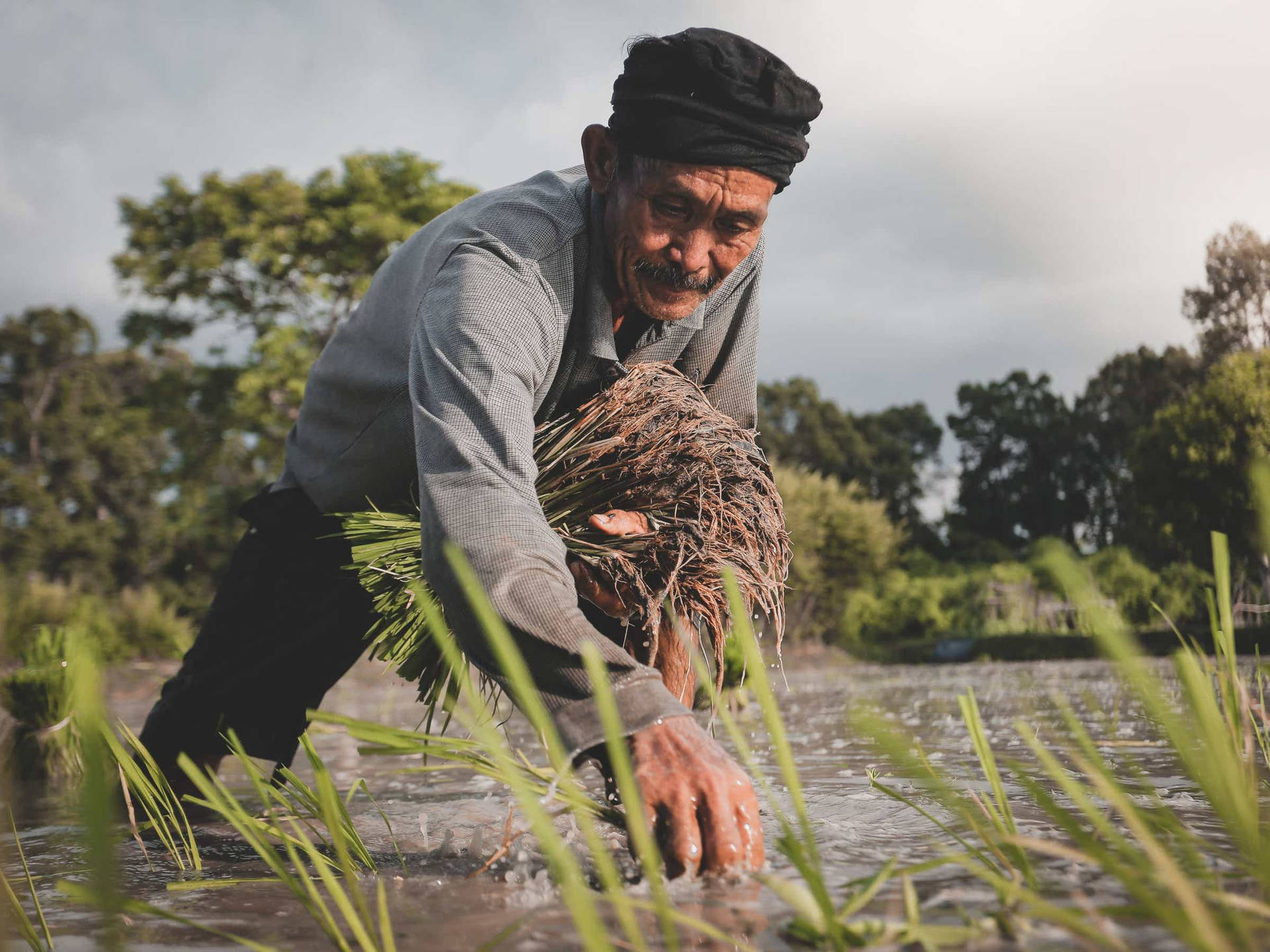 Farmer Planting Rice
