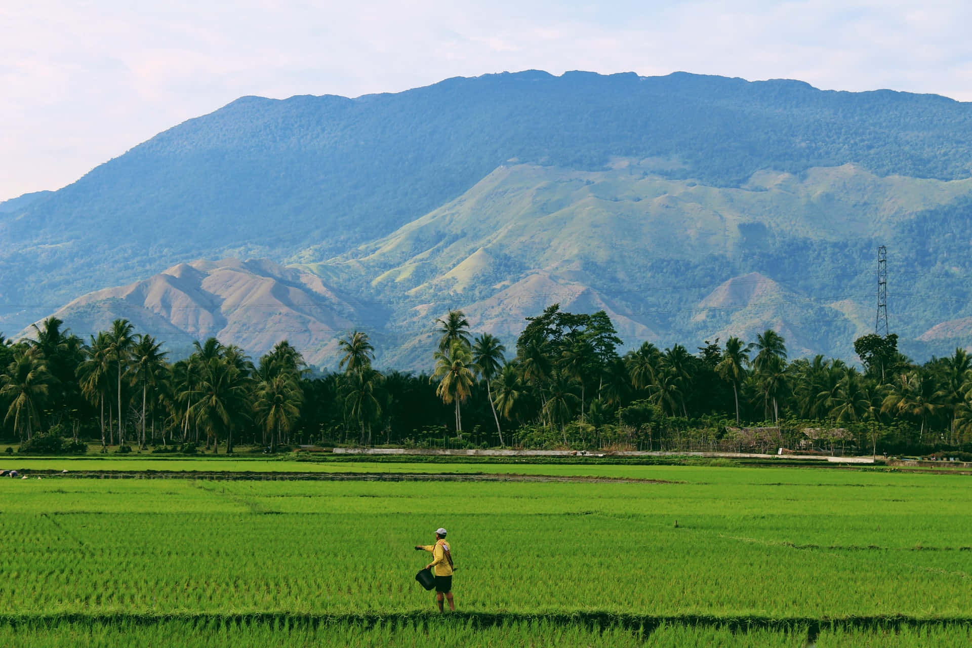 Farmerin Green Rice Field Background
