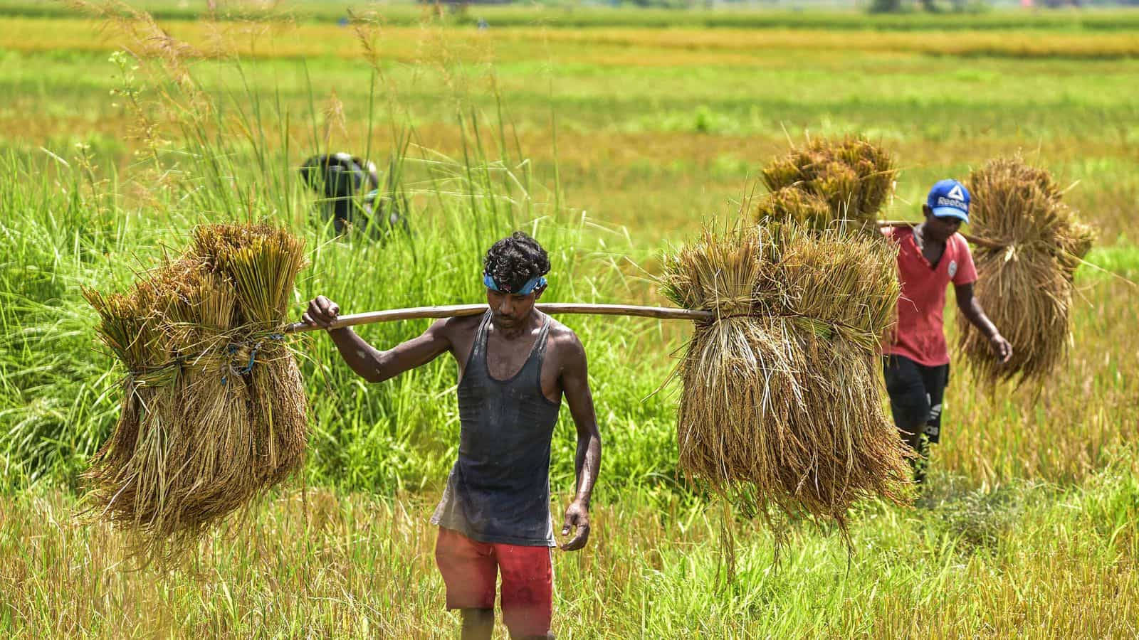 Farmers Carrying Wheat Background