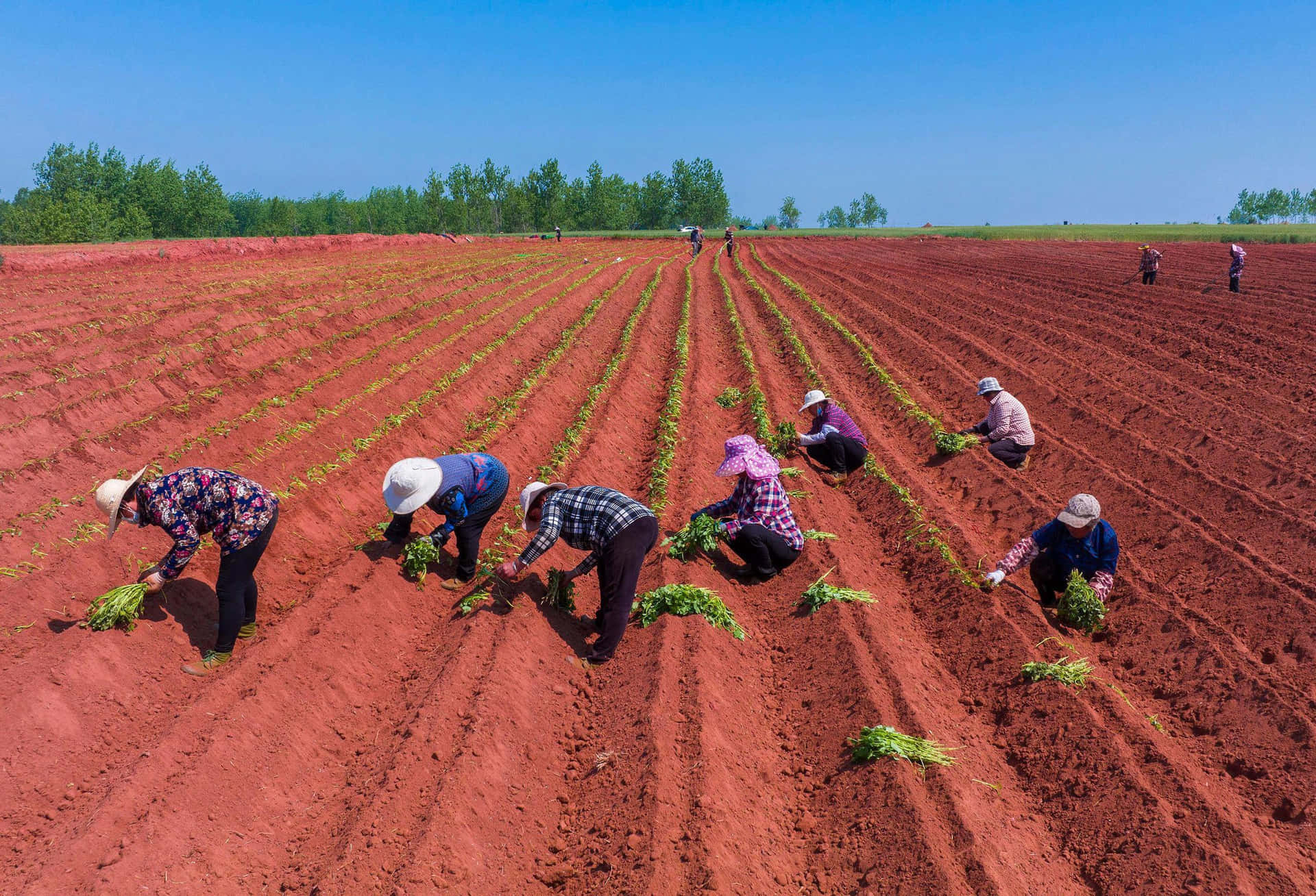 Farmers Planting In Soil Background