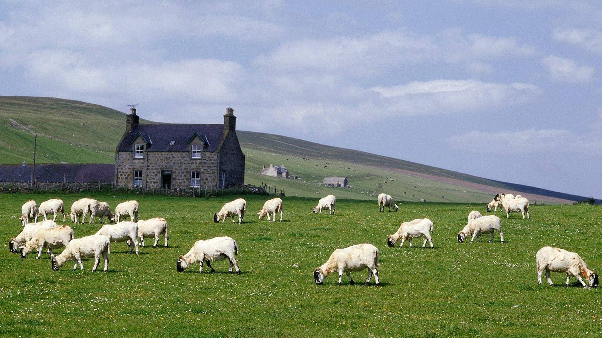 Farmhouse With Herd Of Goats