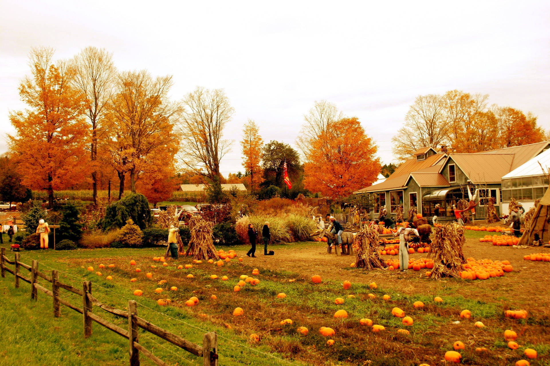 Farmhouse With Pumpkin Crops Background