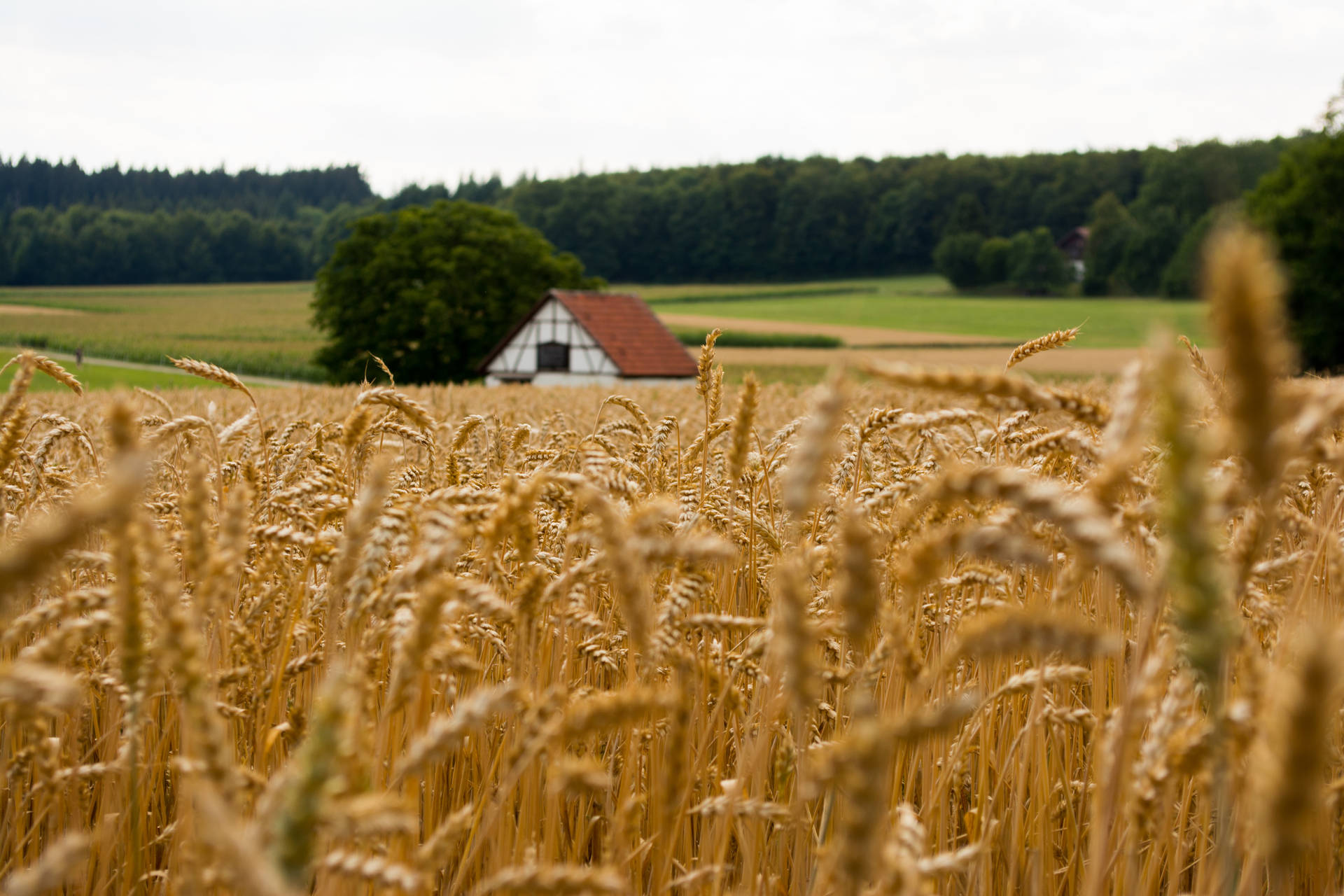 Farmhouse With Vast Wheat Crop Background