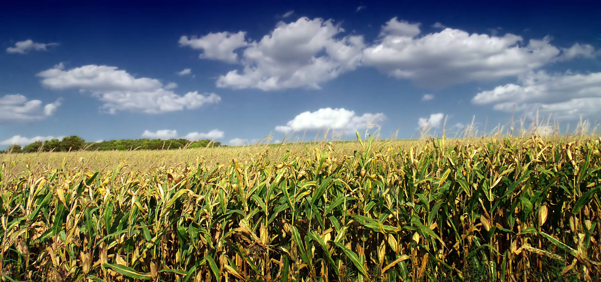 Farmland Of Corns