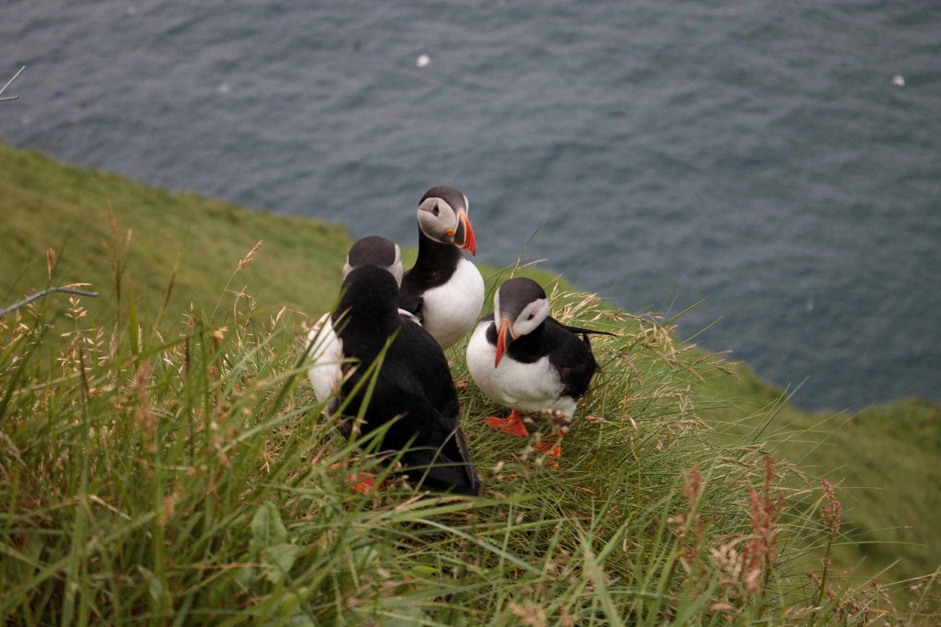 Faroe Islands Atlantic Birds Background