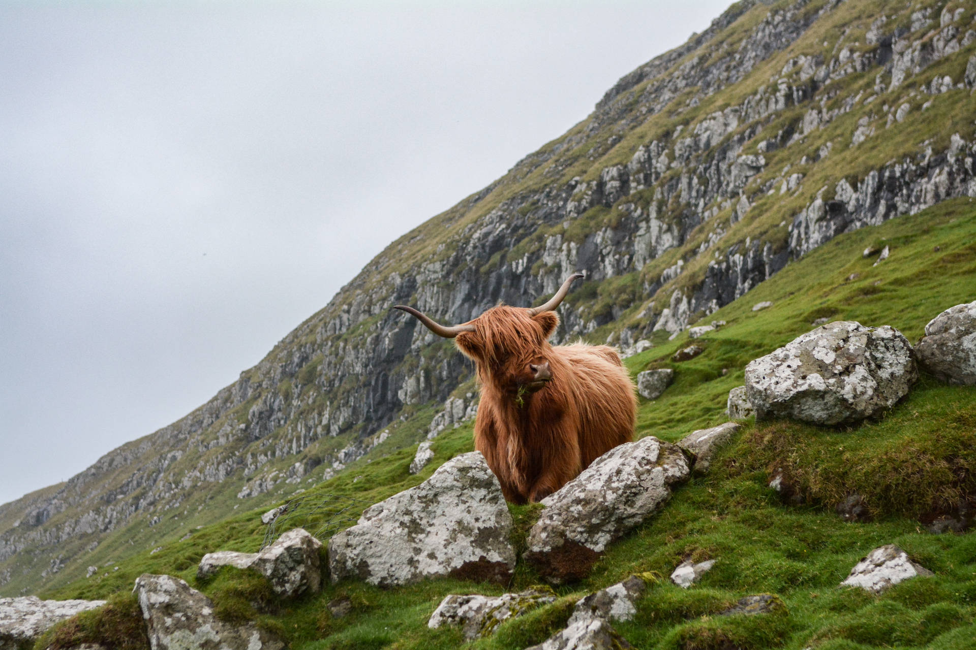Faroe Islands Brown Ox Background