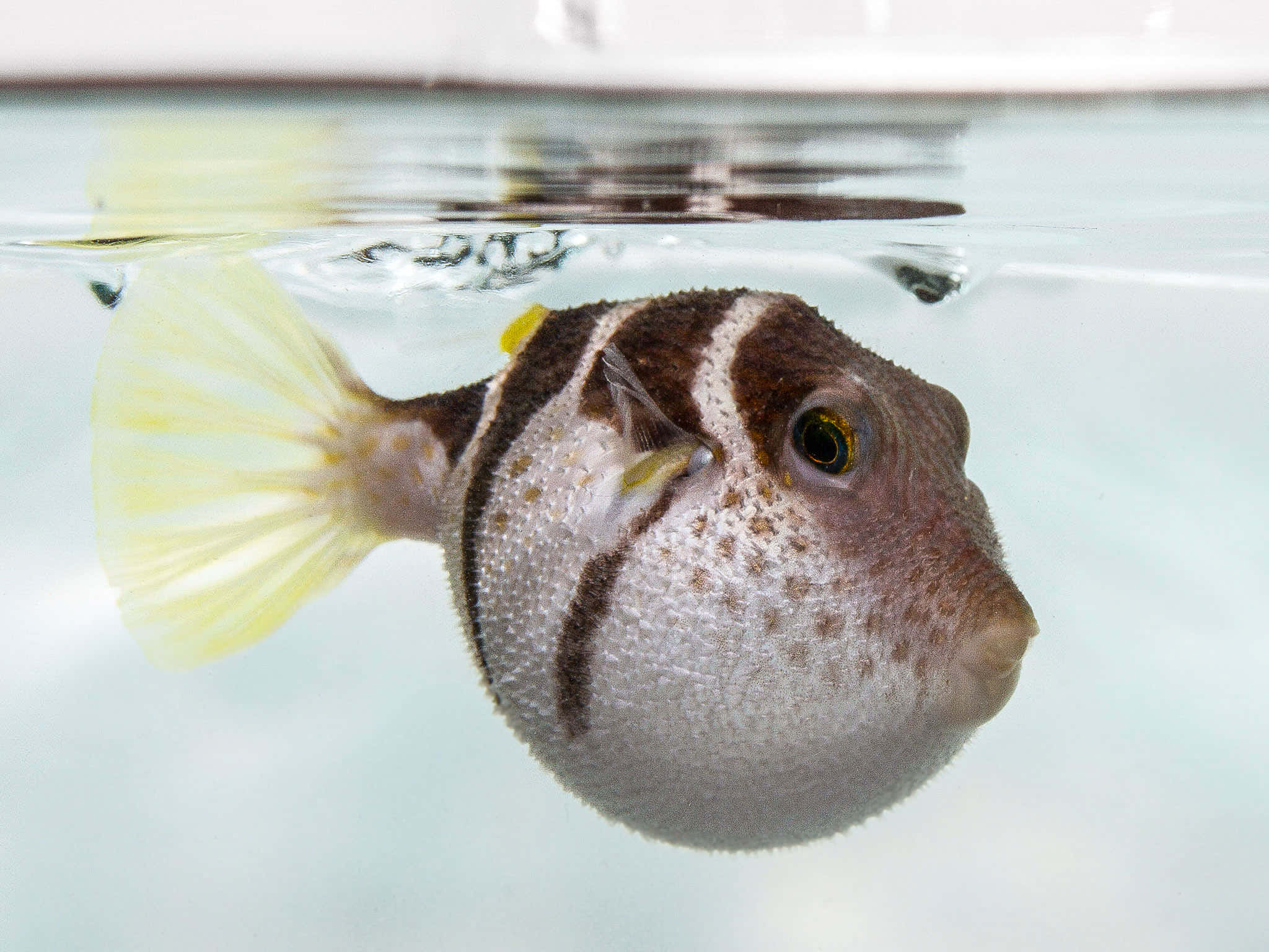 Fascinating Pufferfish Floating In The Blue Ocean Background