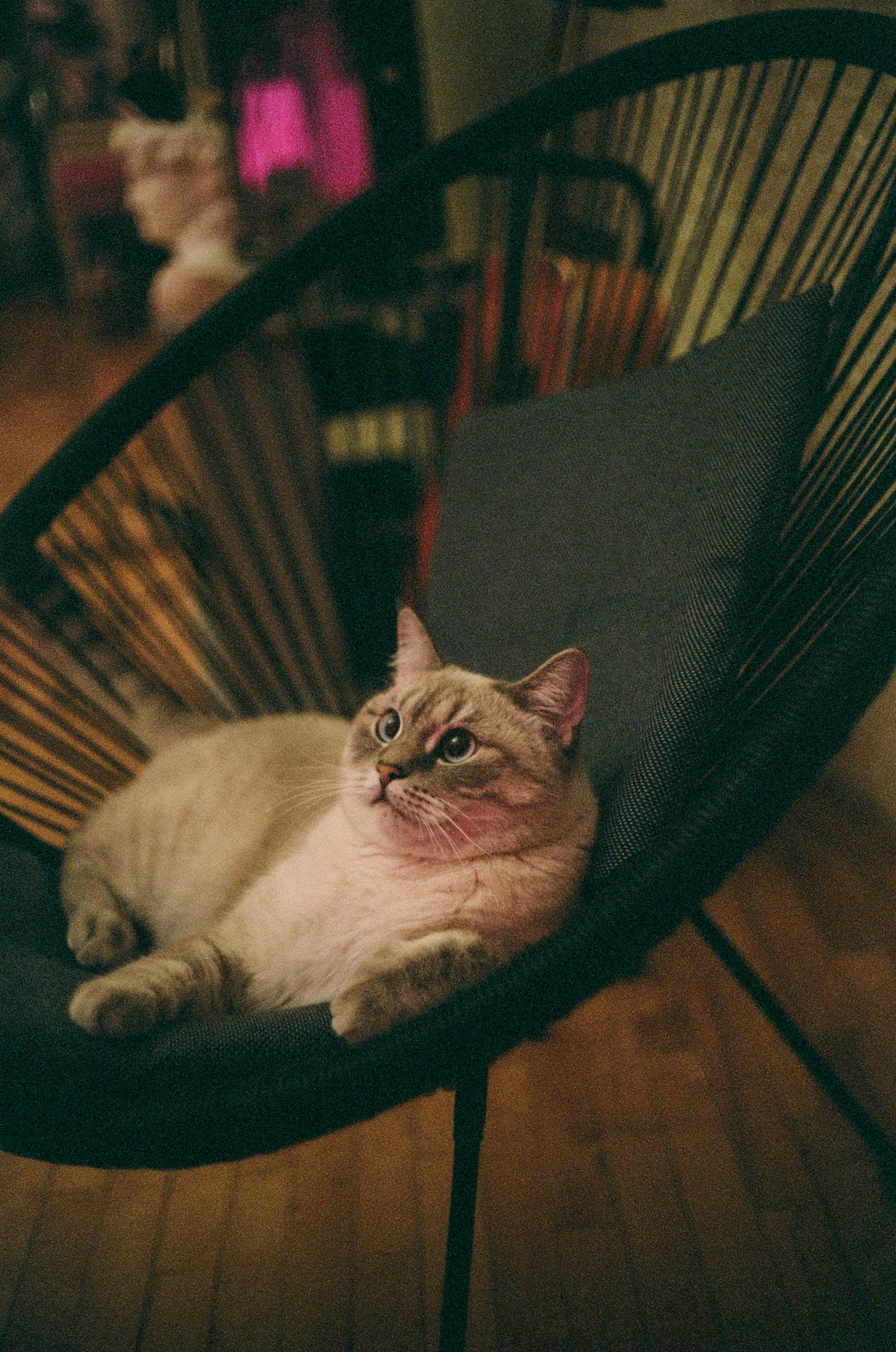 Fat Aesthetic Cat In Chair Background