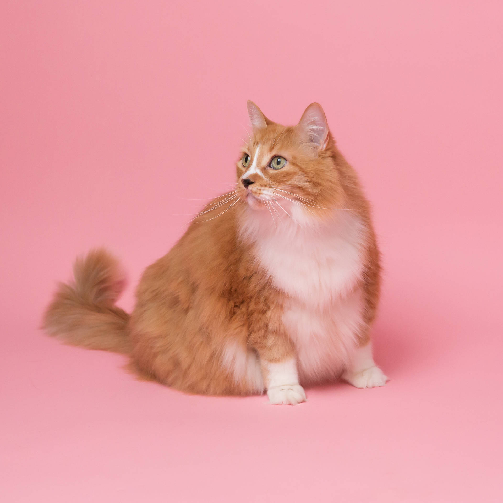 Fat Aesthetic Cat In Pink