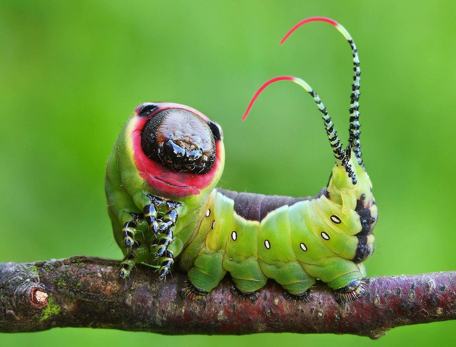 Fat Green Caterpillar On Branch