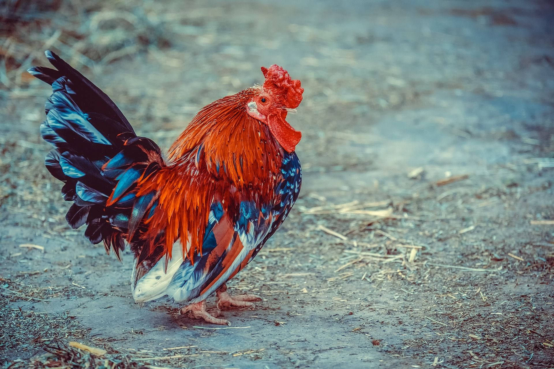 Fat Red And Black Rooster Background