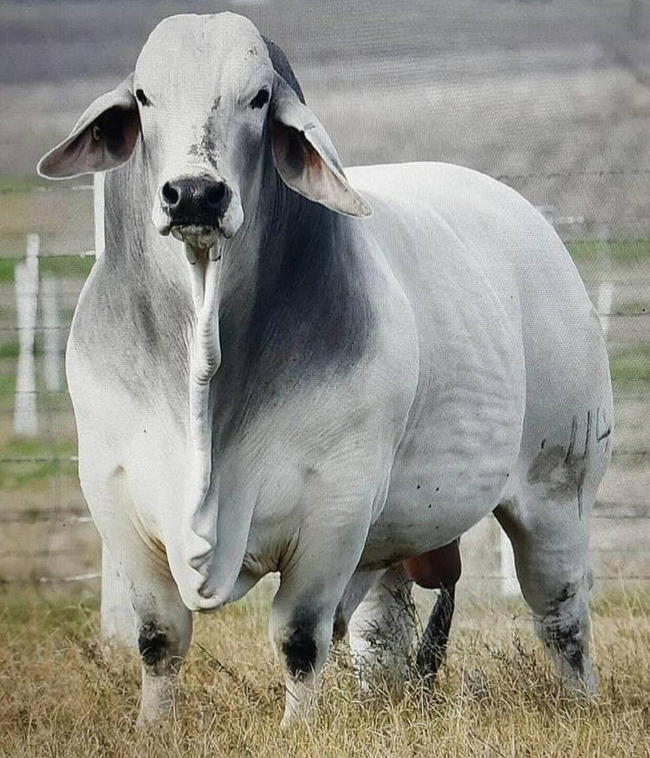 Fat White And Gray Nelore Zebu Cattle Background