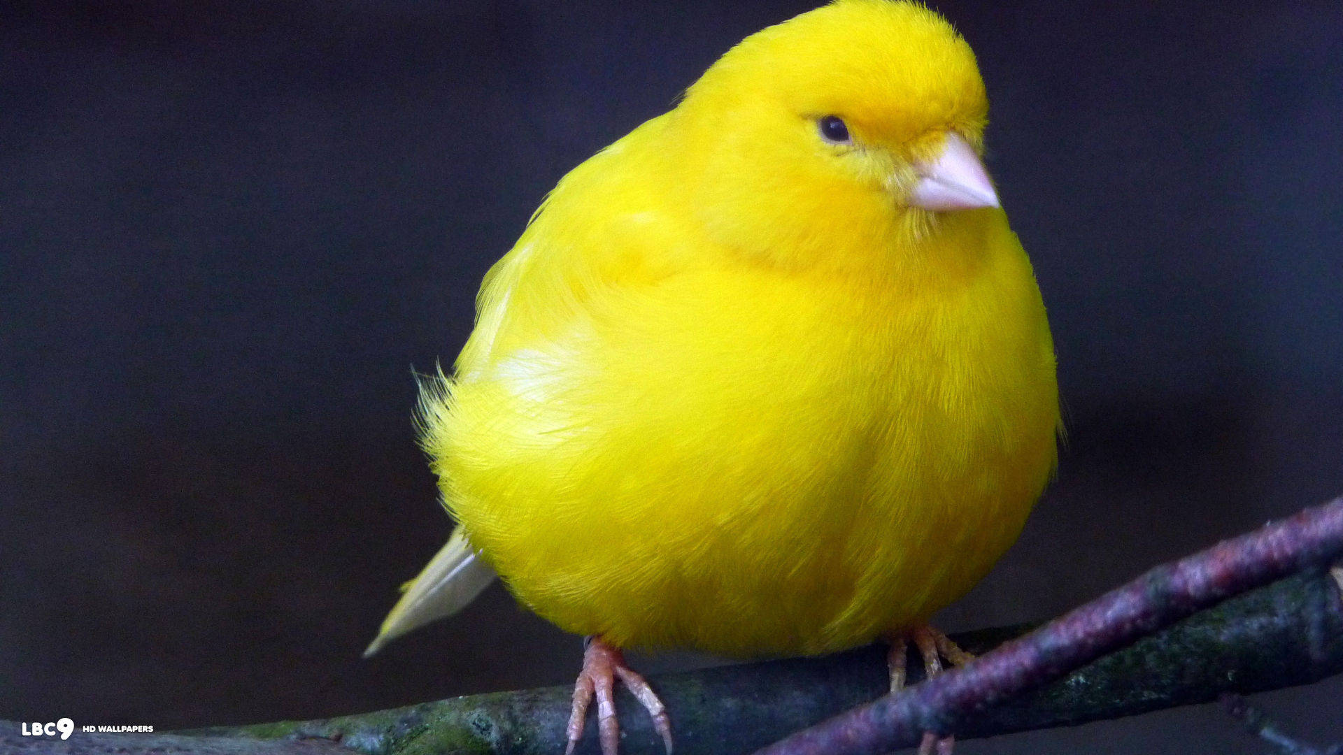 Fat Yellow Canary Bird Background