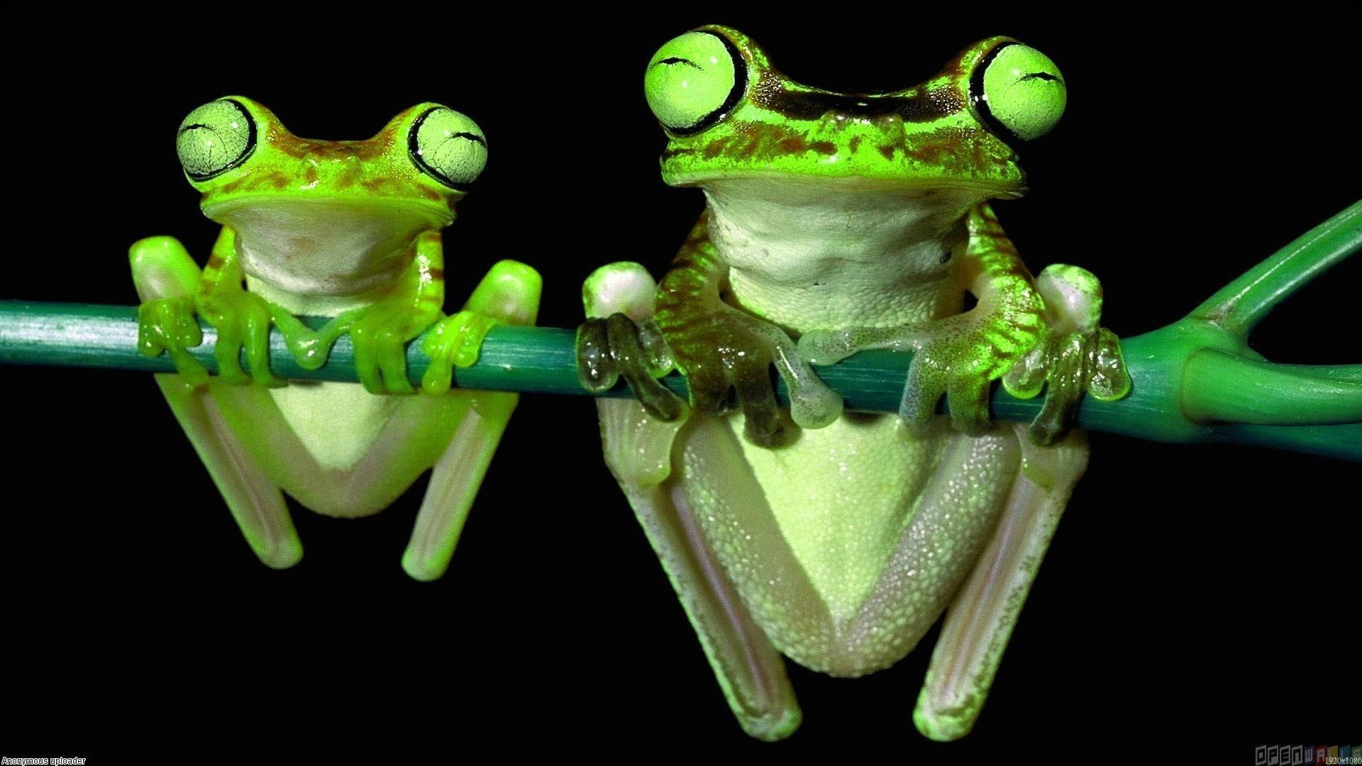 Father And Son Kawaii Frog Background
