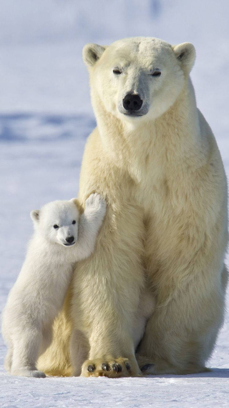 Father And Son Polar Bear Background