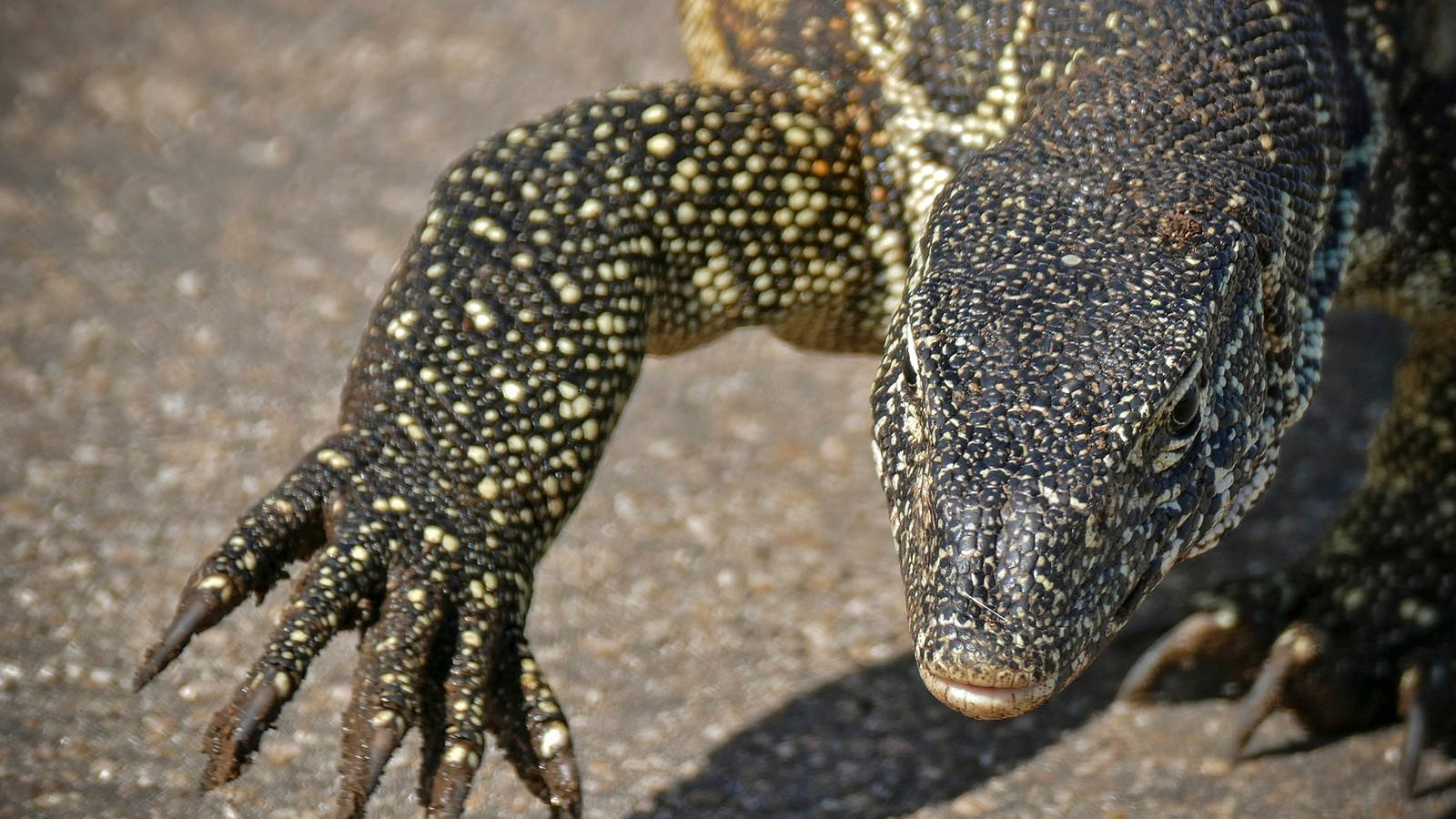 Fatigue Green Ornate Monitor Lizard Captured In Its Natural Habitat. Background