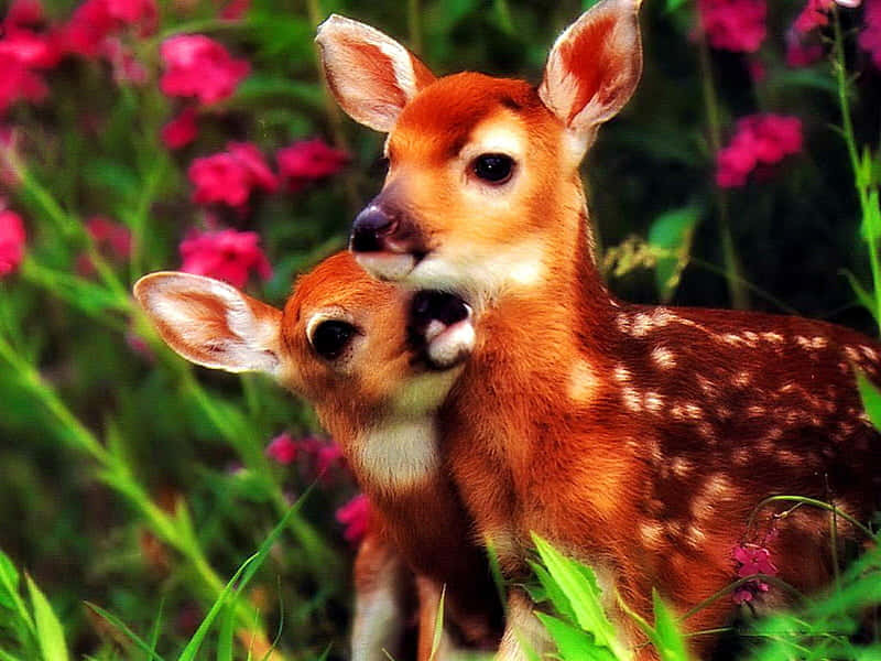 Fawn Siblings Affection.jpg Background
